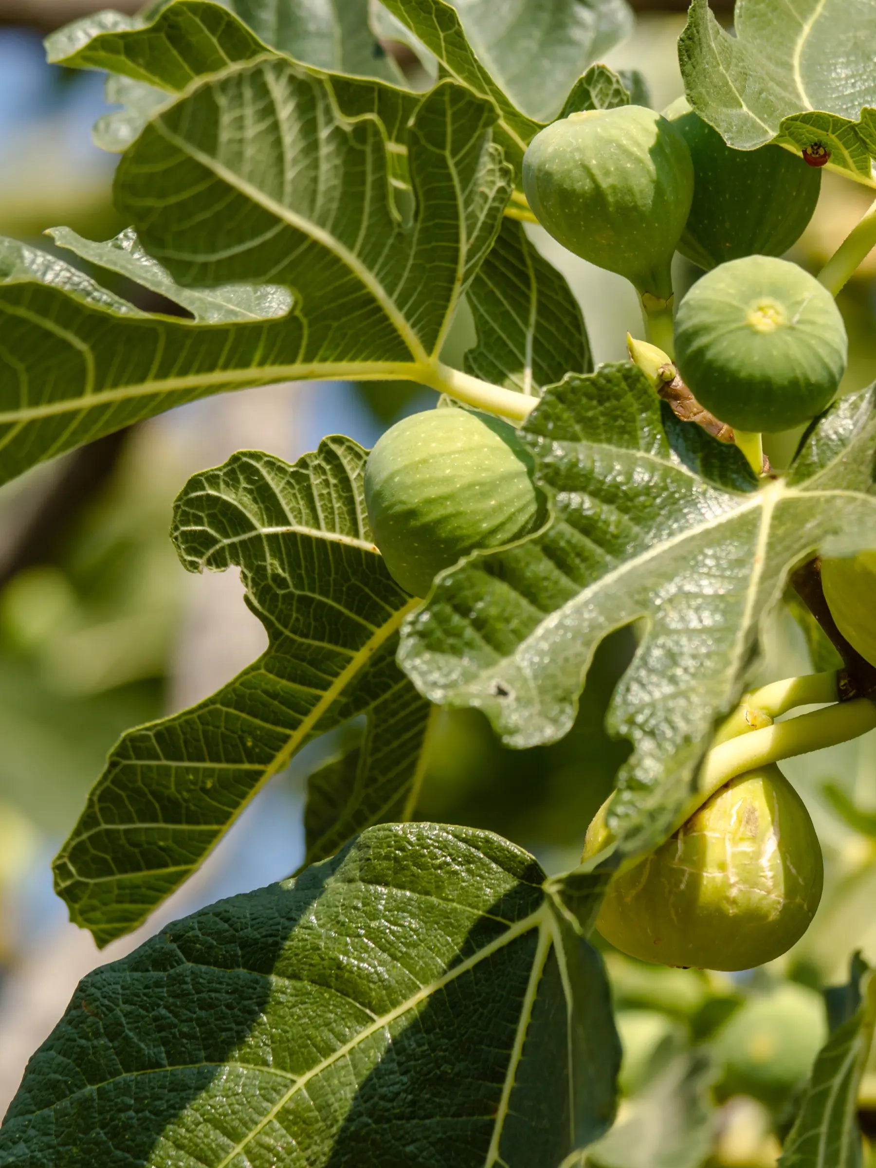 Ficus carica - Winterharte Echte Feige - Image