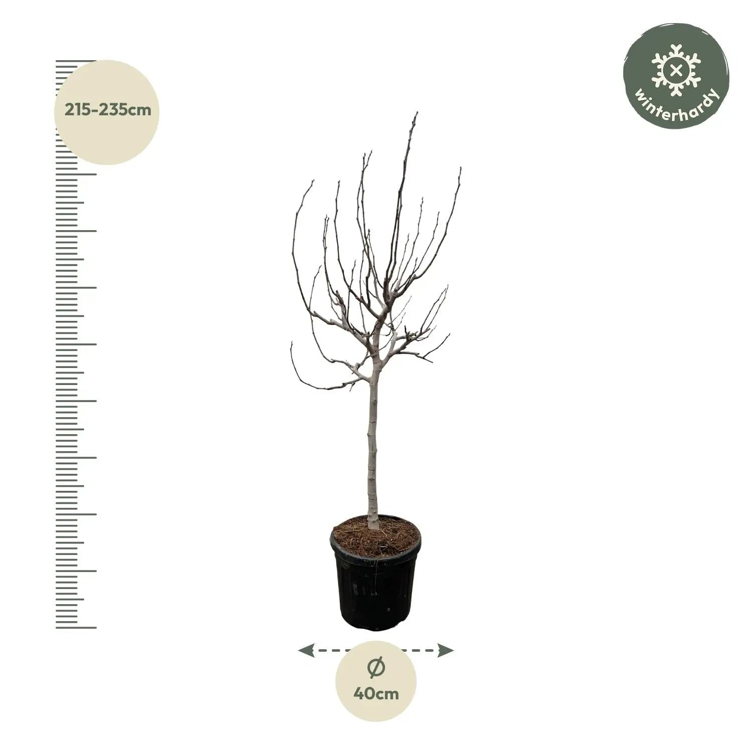 Ficus carica - Winterharte Echte Feige - Image