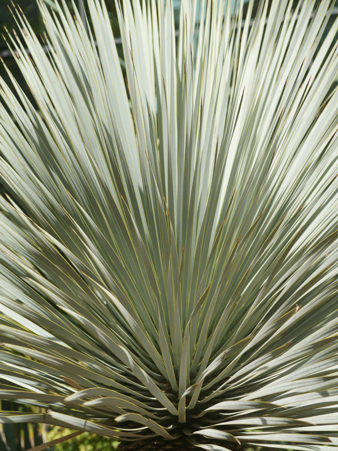 Yucca rostrata - Blaublättrige Palmlilie - Image