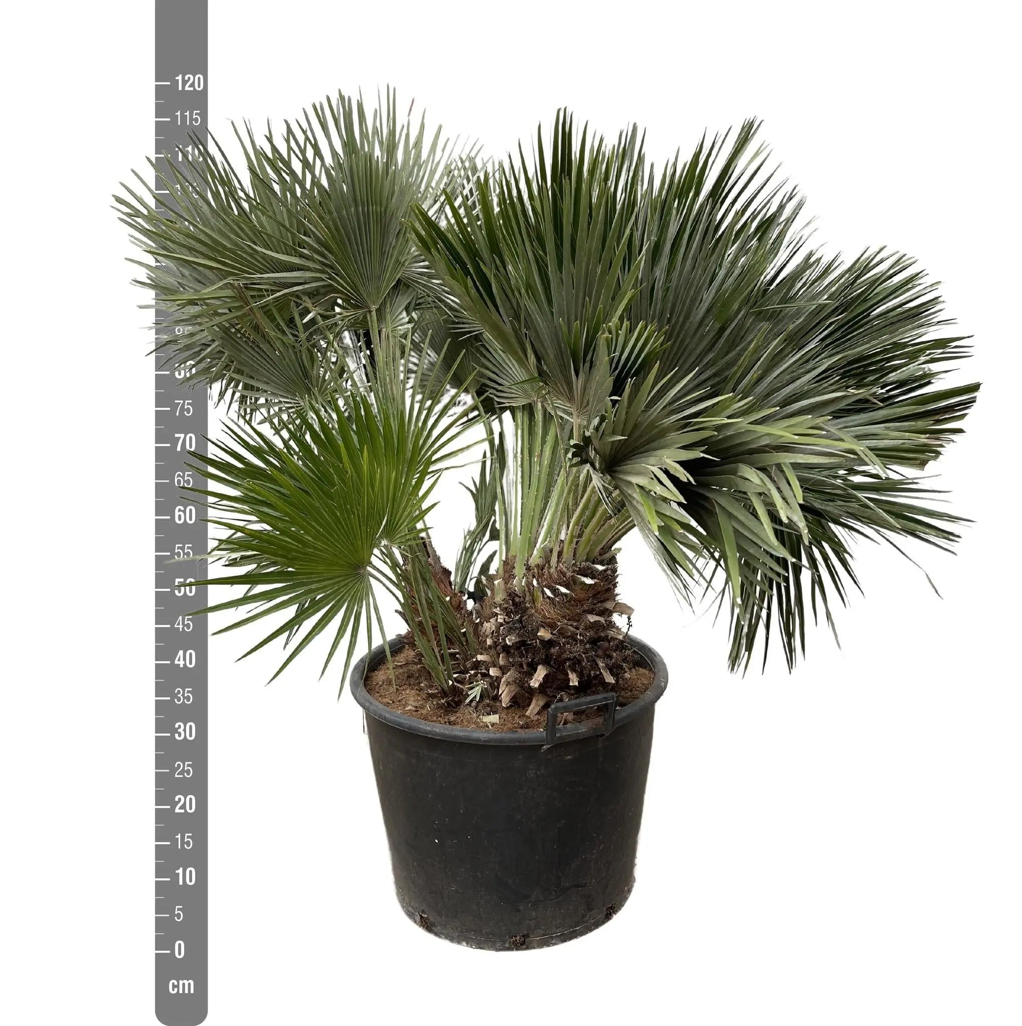 Chamaerops humilis - Europäische Zwergpalme - Image