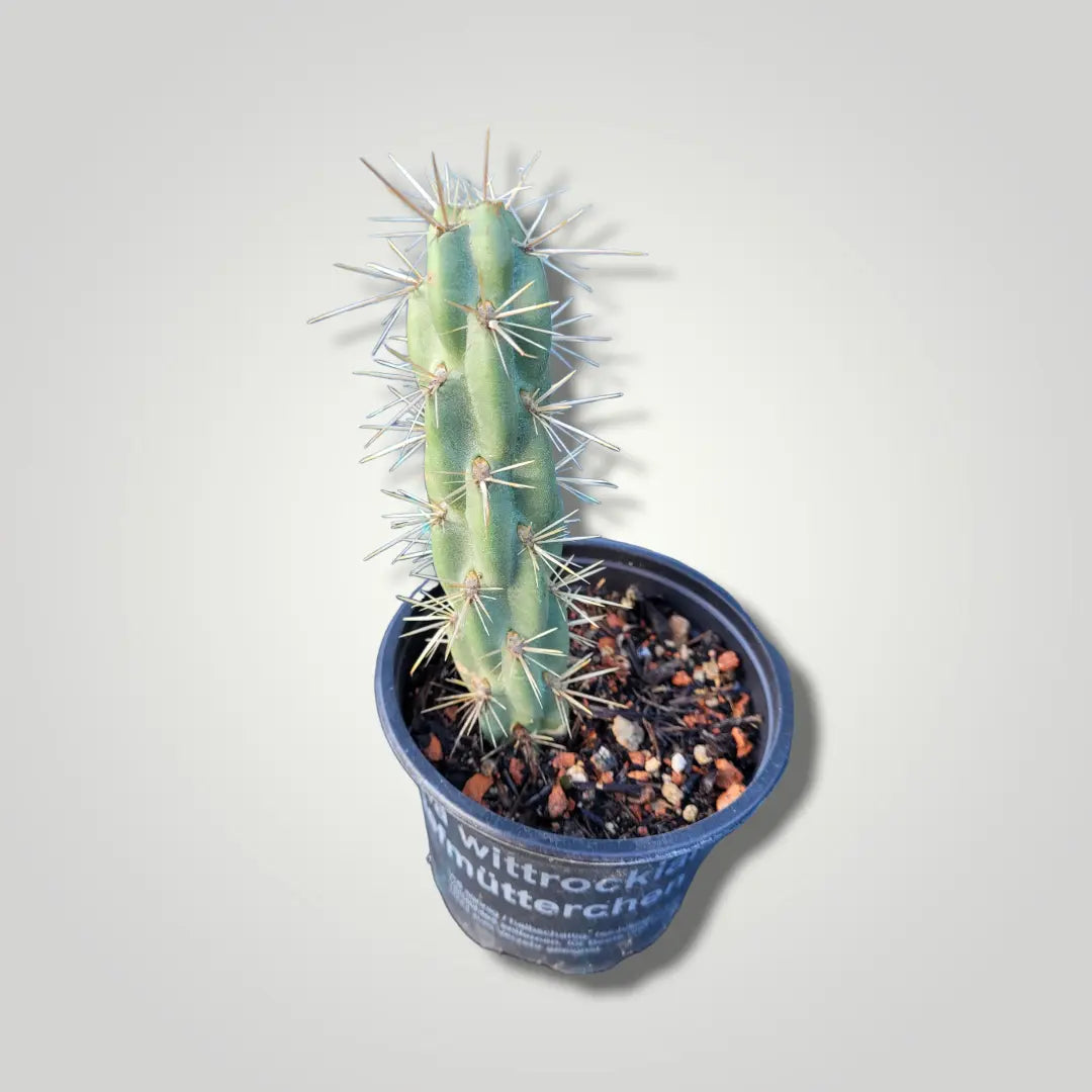 Cylindropuntia imbricata - Zylindrischer Feigenkaktus - Image