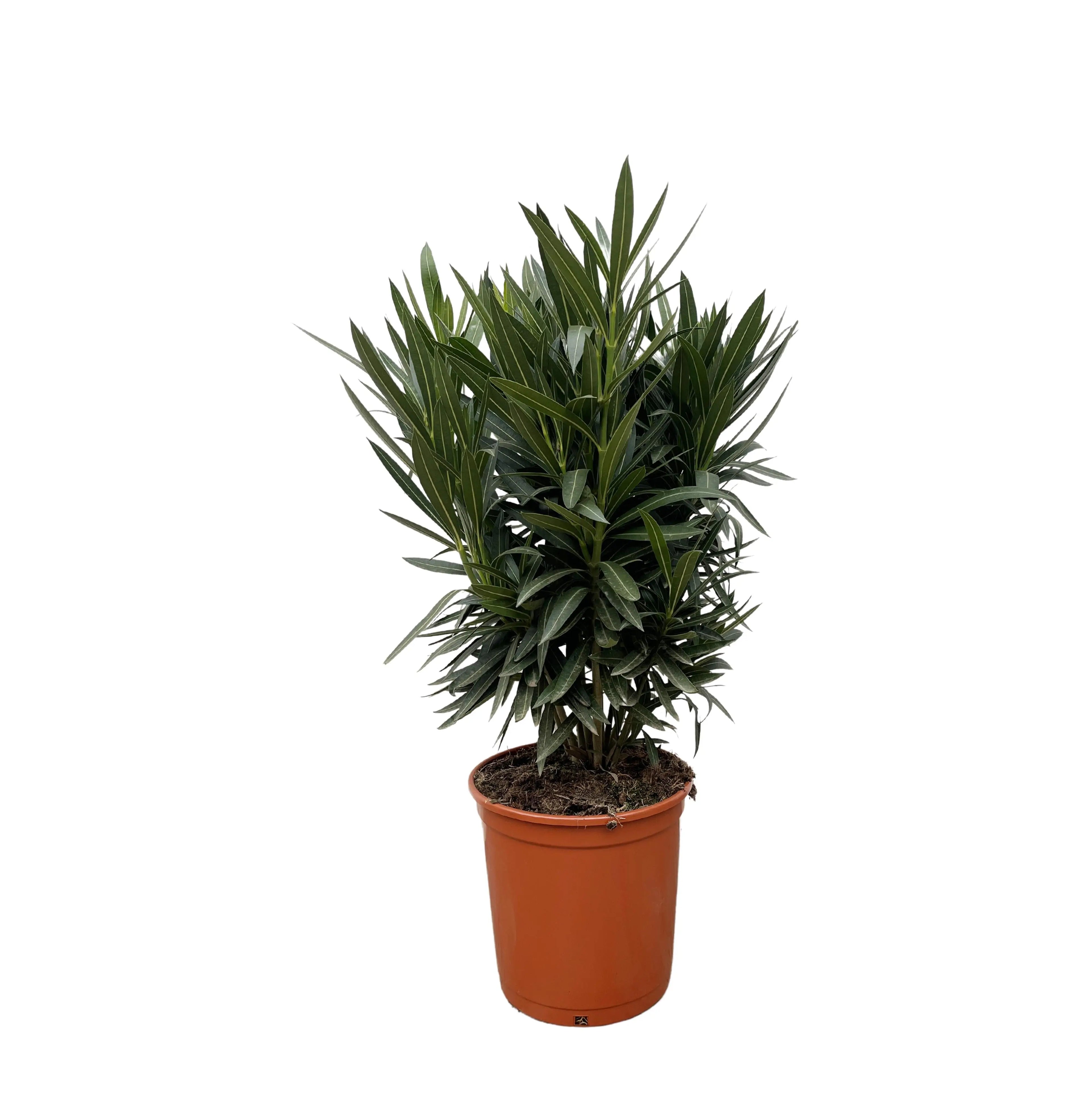 Nerium Oleander - Rosenlorbeer - Image