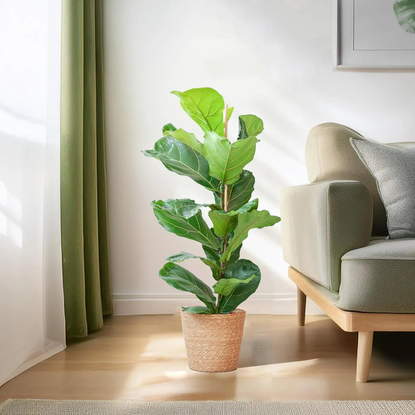 Ficus lyrata - Geigenfeige - Image
