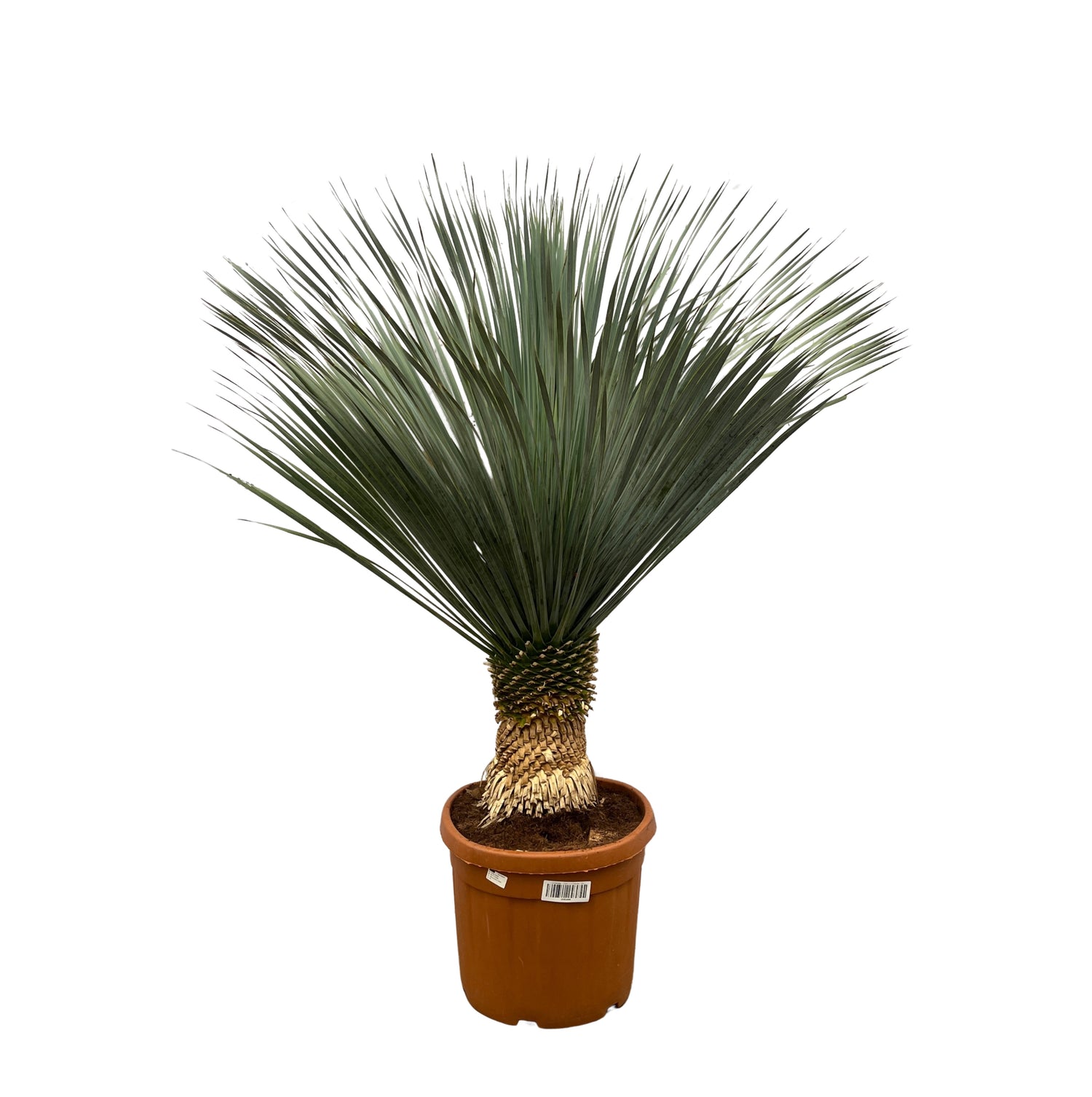 Yucca rostrata - Blaublättrige Palmlilie