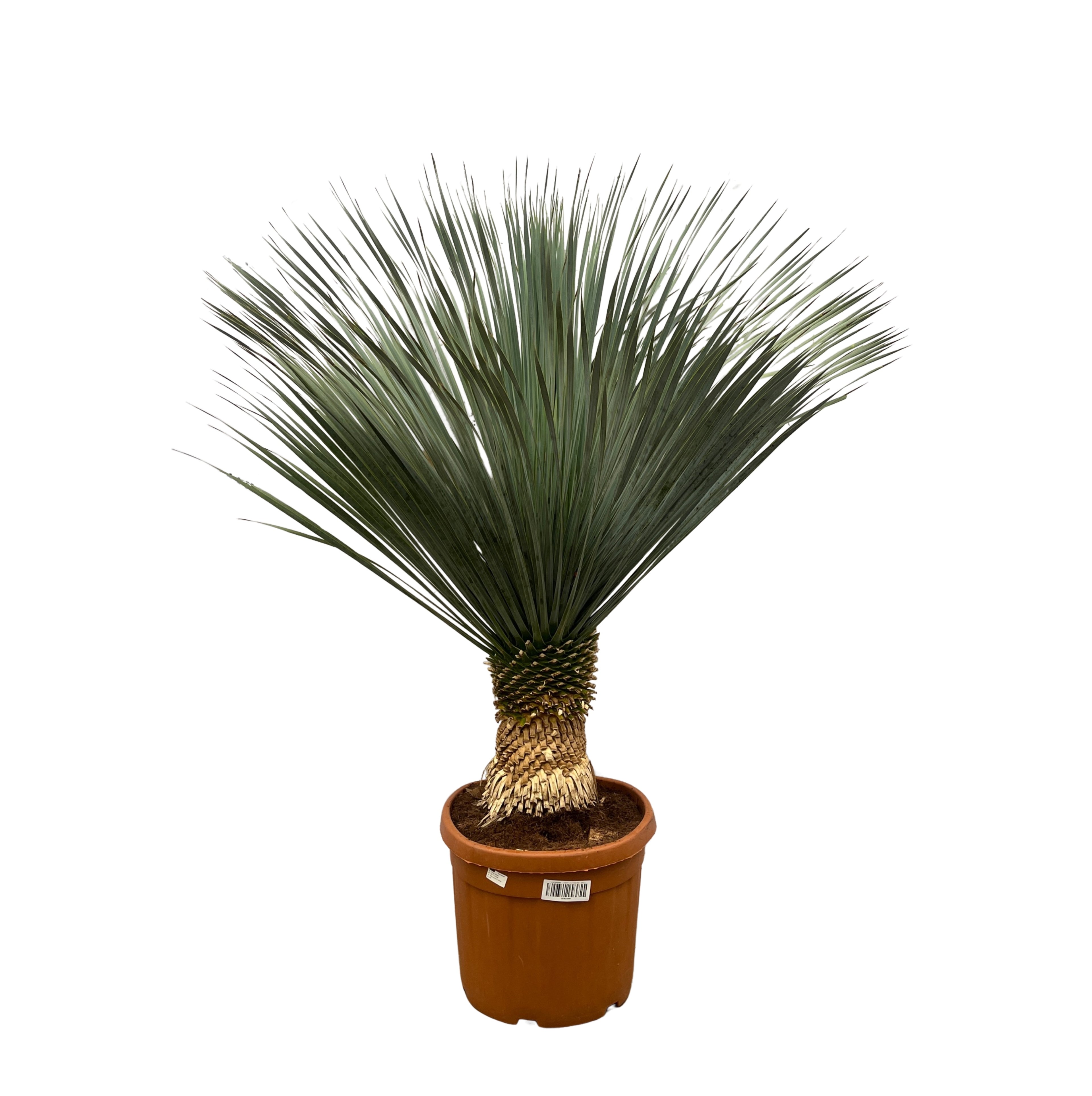 Yucca rostrata - Blaublättrige Palmlilie