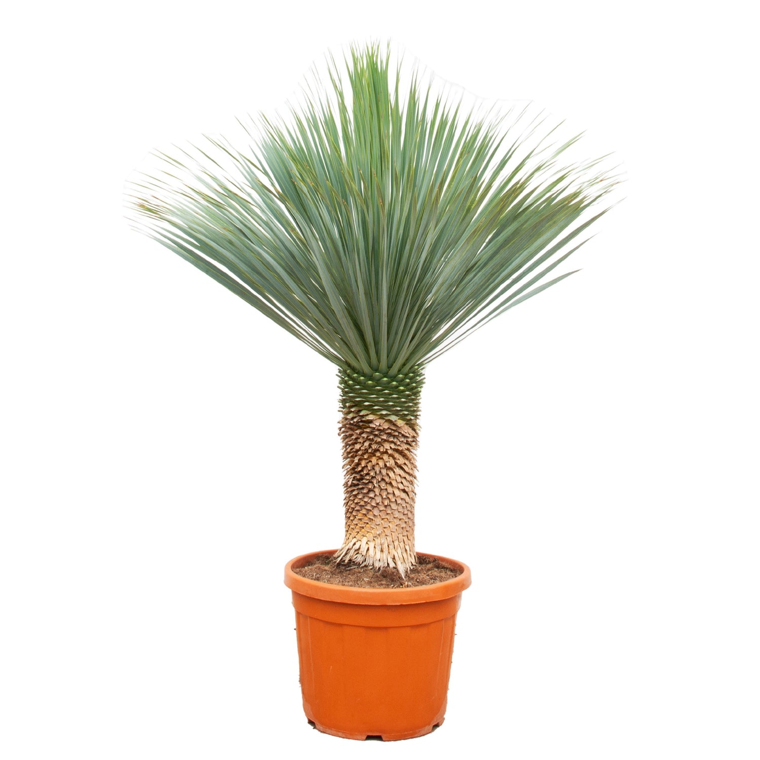 Yucca rostrata - Blaublättrige Palmlilie
