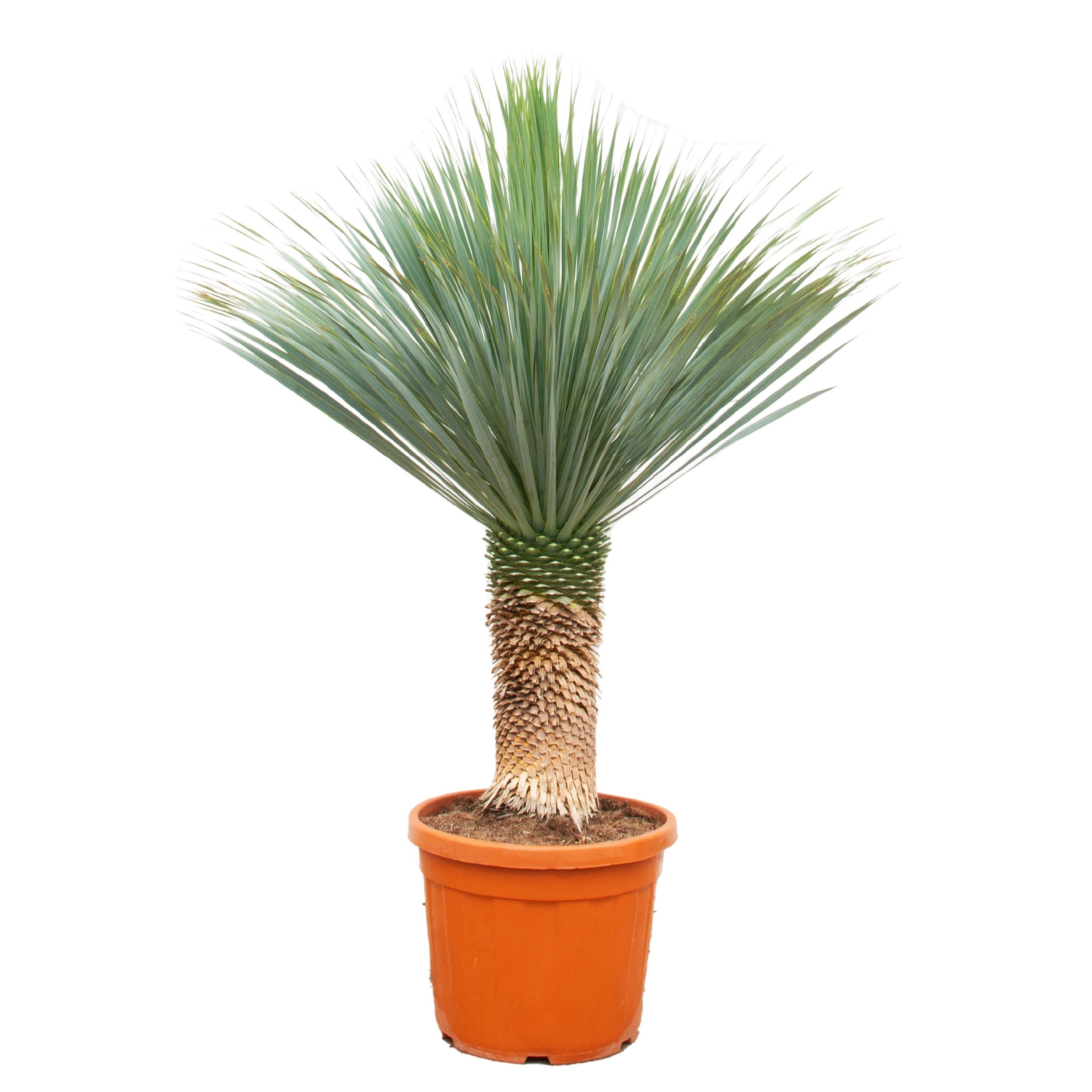 Yucca rostrata - Blaublättrige Palmlilie