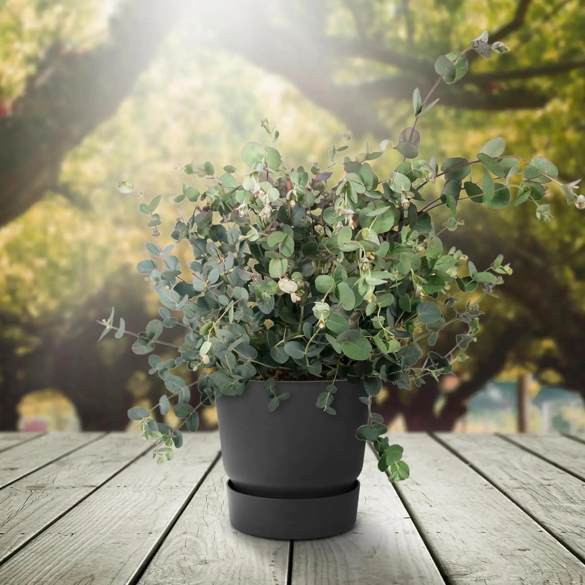 Eucalyptus gunnii - Mostgummi-Eukalyptusbusch (↨45cm・⌀17cm) - Image