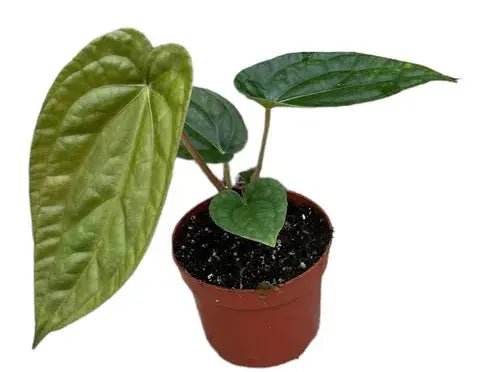 Anthurium - Große Auswahl Flamingoblumen, Anthurien - Image