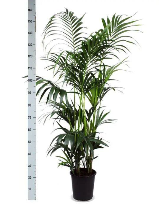 Howea forsteriana - Kentiapalme - Image
