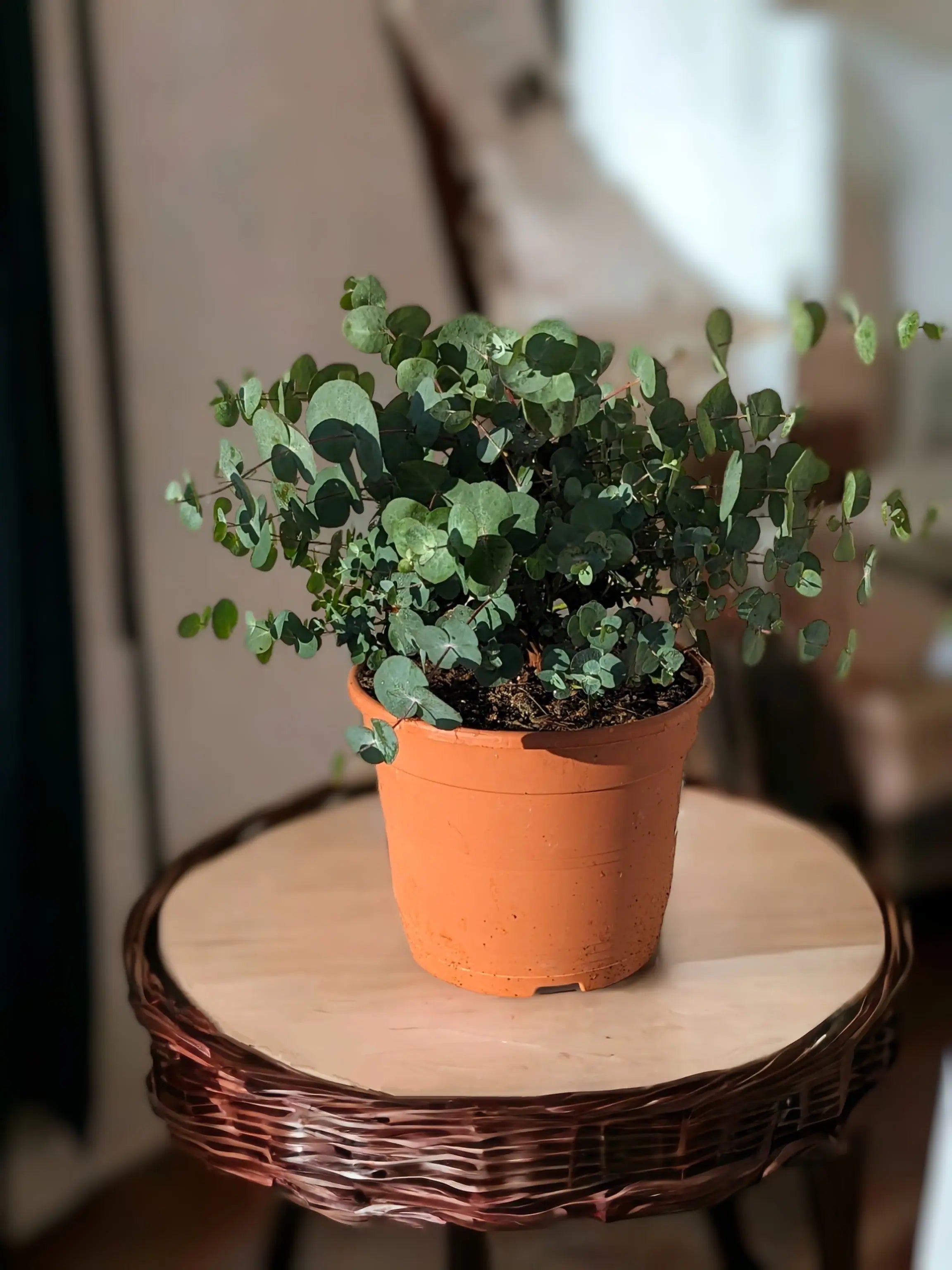 Eucalyptus gunnii &