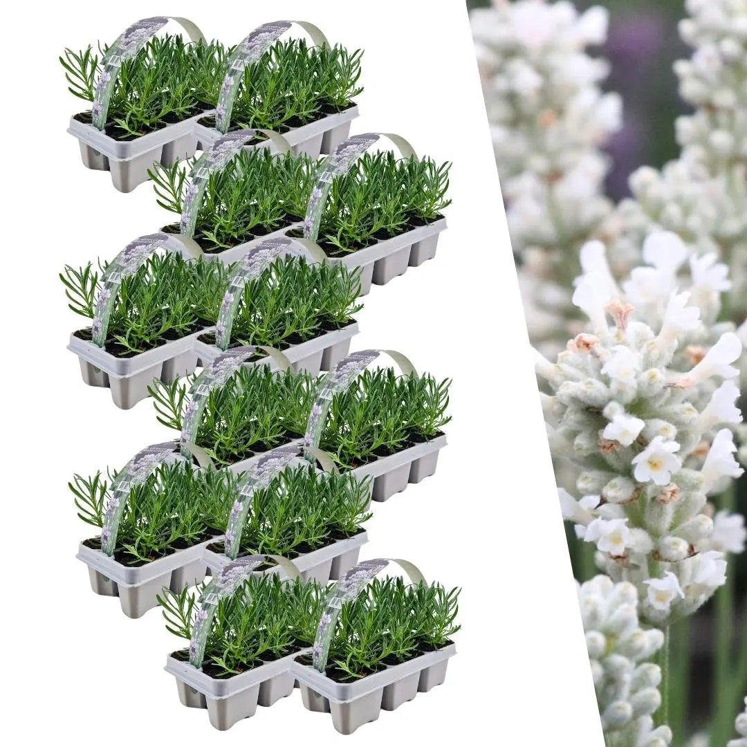 Lavandula - Verschiedene Sorten winterharter Lavendel - Image