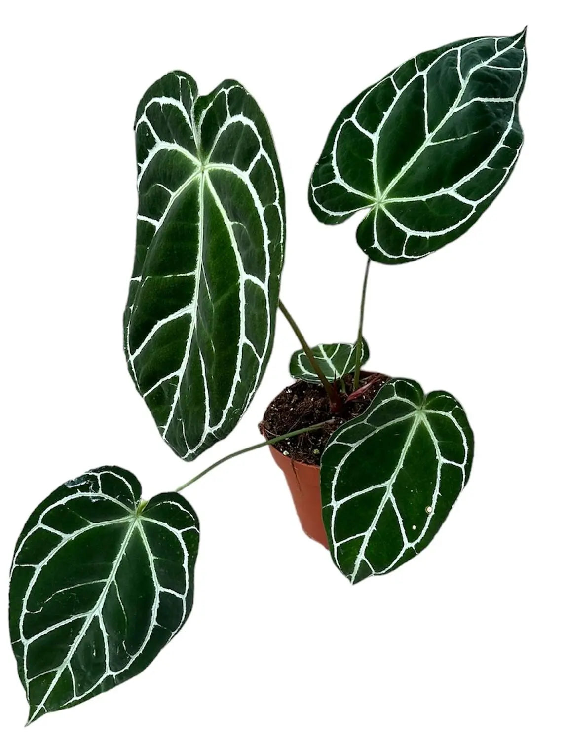 Anthurium - Große Auswahl Flamingoblumen, Anthurien - Image