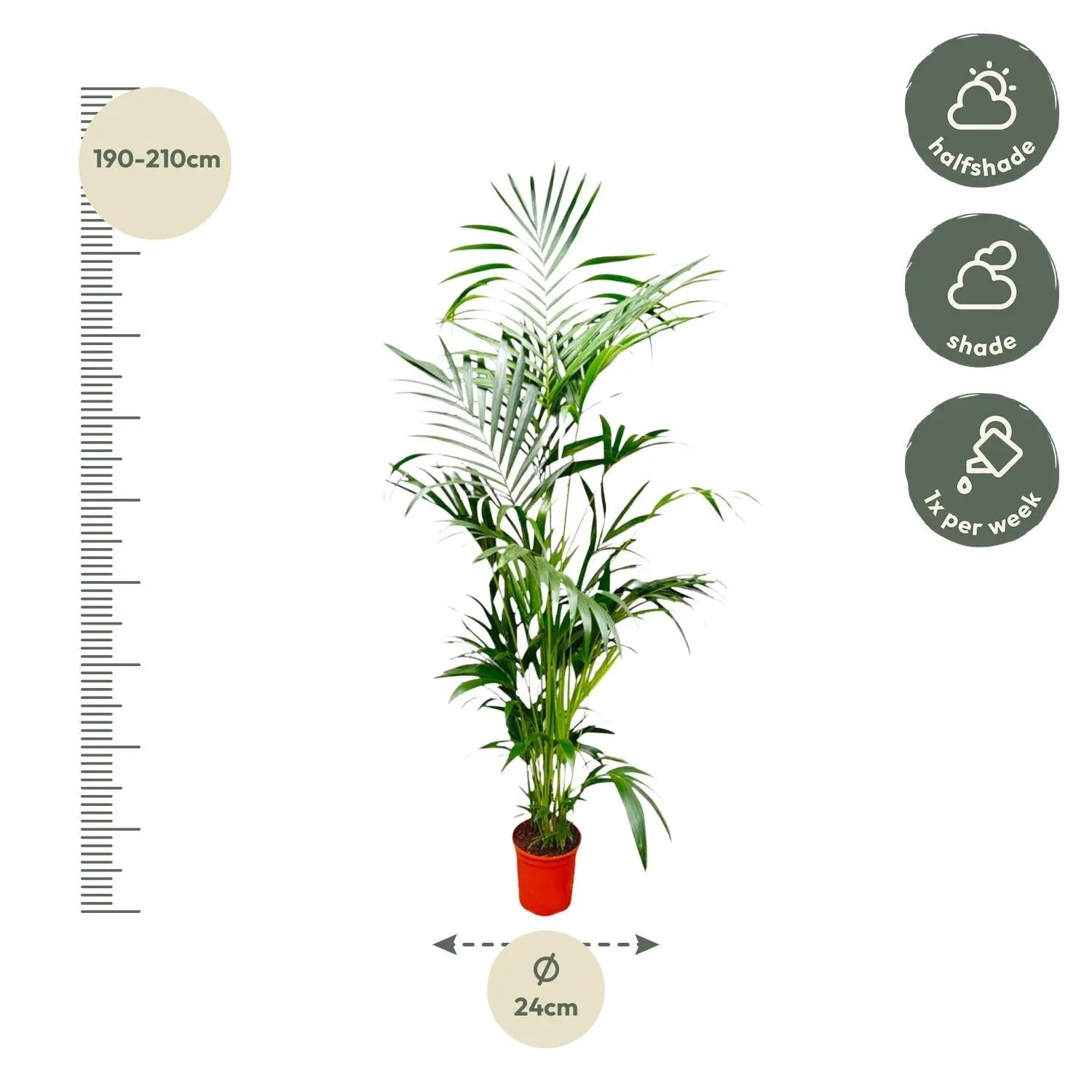 Howea forsteriana - Kentiapalme - Image