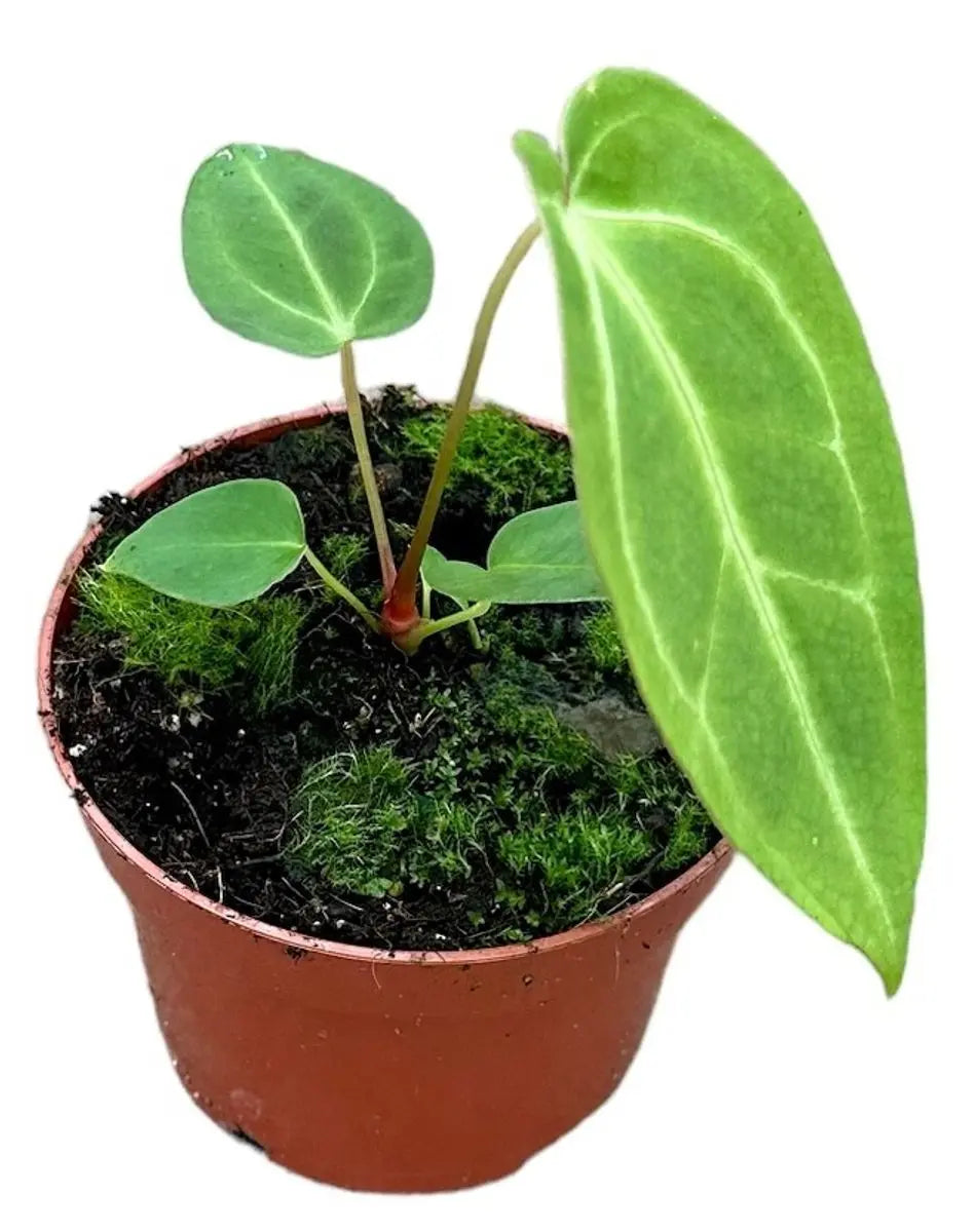 Anthurium - Große Auswahl Flamingoblumen, Anthurien - Image