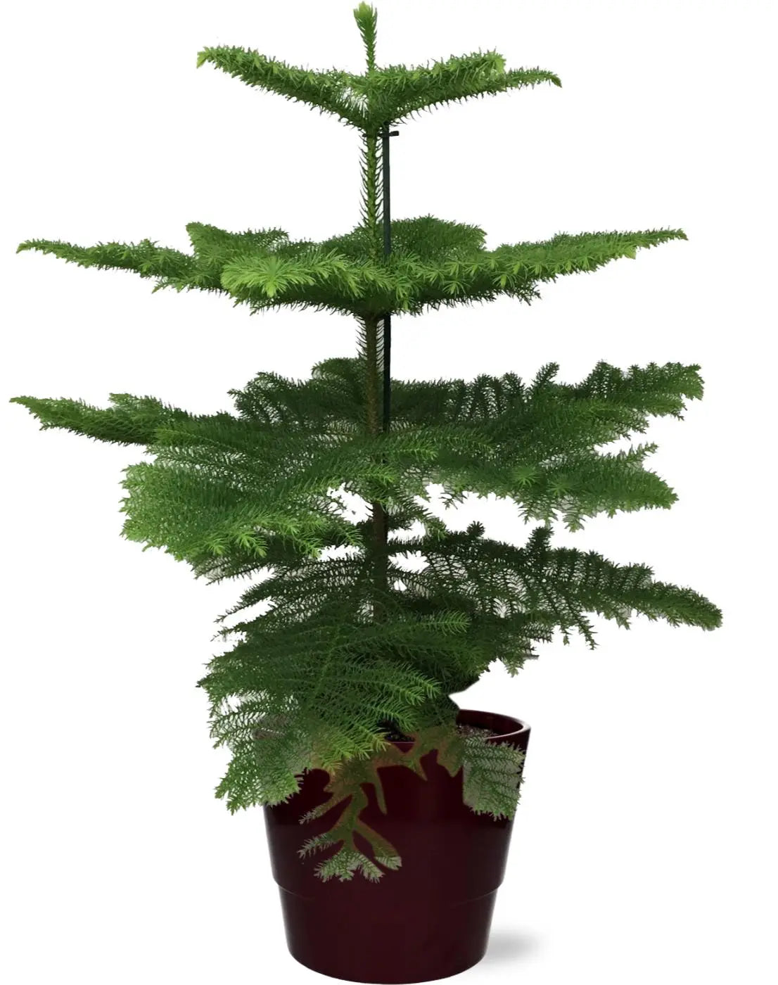 Araucaria heterophylla - Zimmertanne, Norfolk-Araukarie - Image
