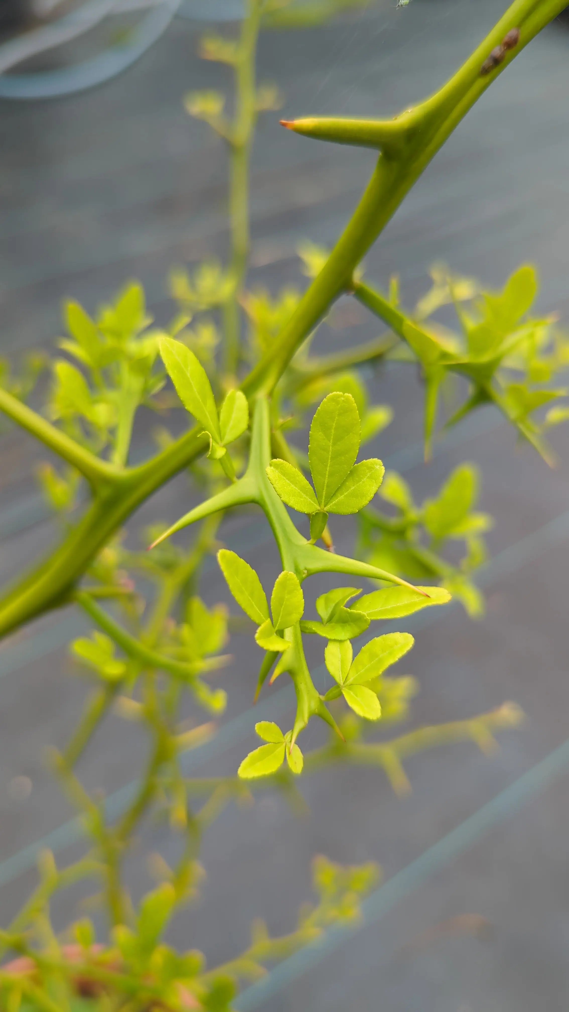 Poncirus trifoliata - Dreiblättrige Bitterorange aus Freilandzucht - Image