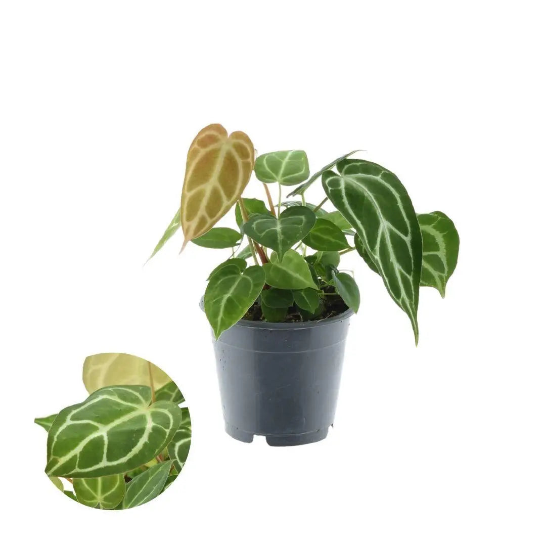 Anthurium - Große Auswahl Flamingoblumen, Anthurien - Image