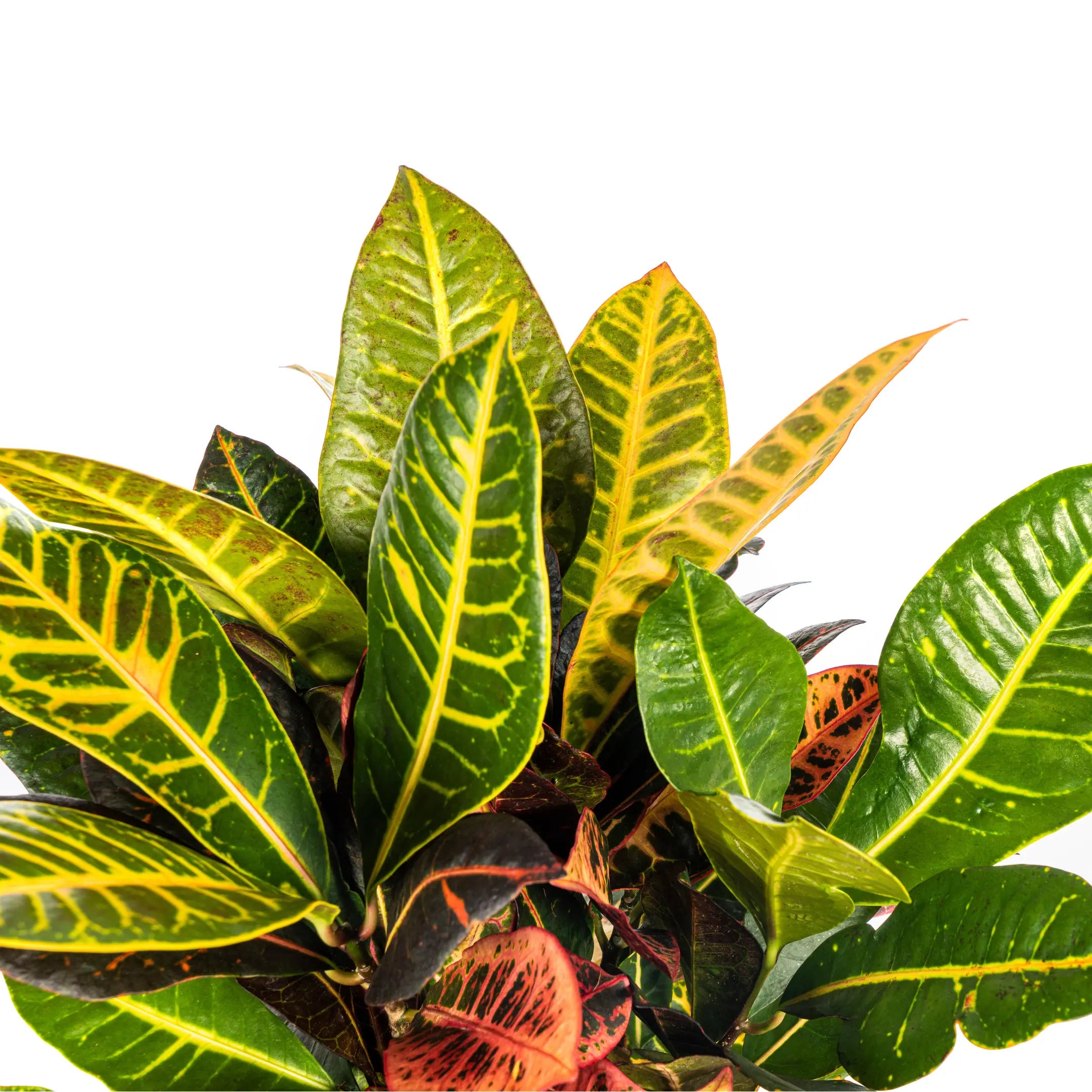 Croton Codiaeum variegatum - Wunderstrauch, Kroton - Image