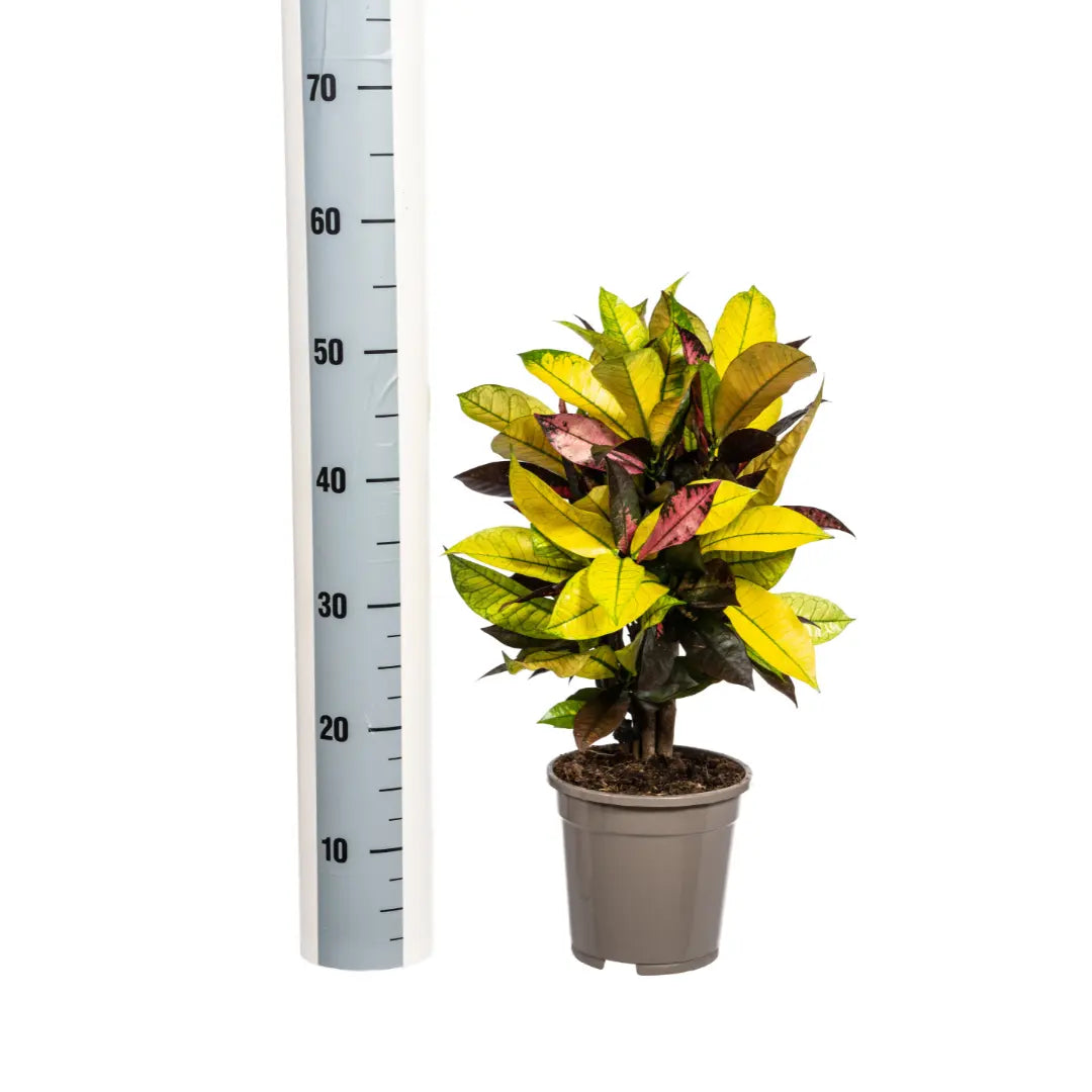 Croton Codiaeum variegatum - Wunderstrauch, Kroton - Image