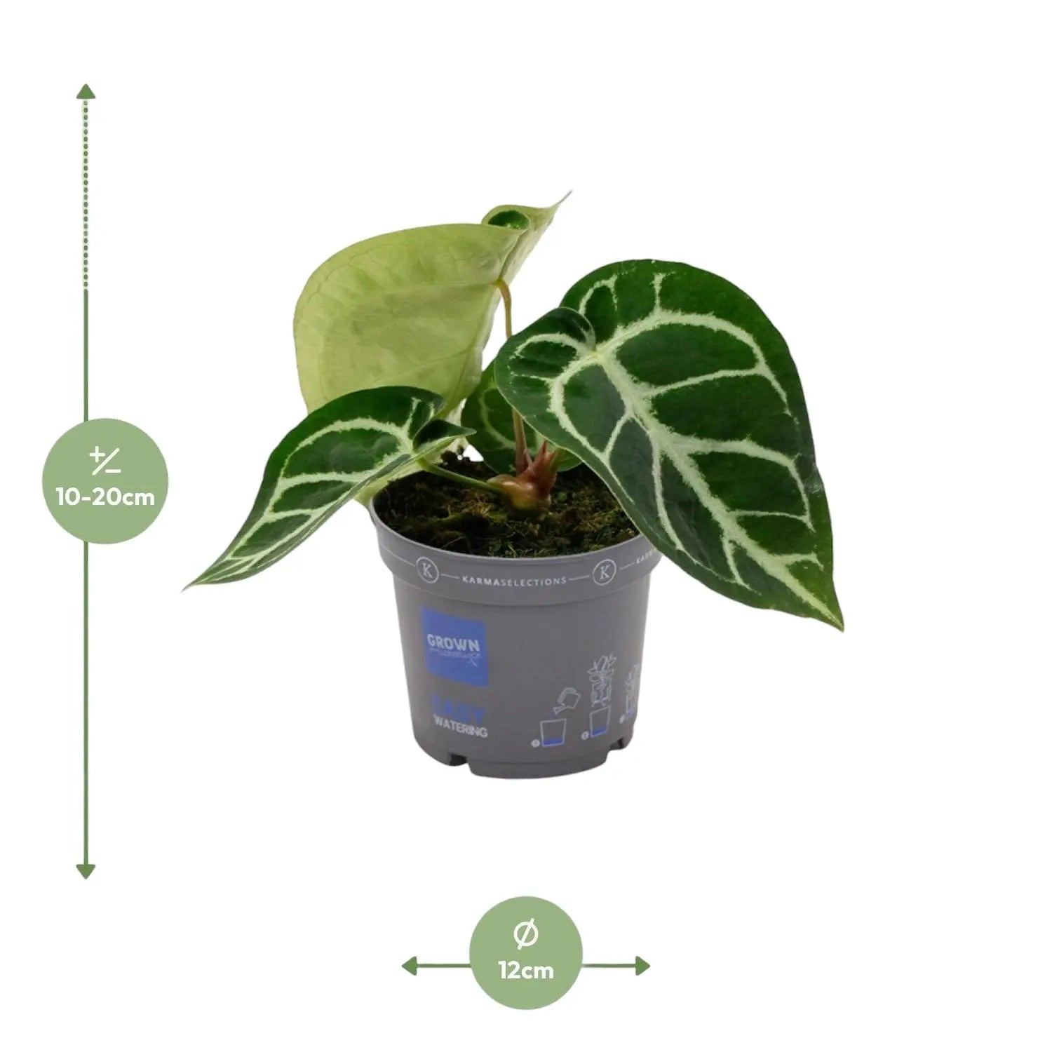 Anthurium - Große Auswahl Flamingoblumen, Anthurien - Image