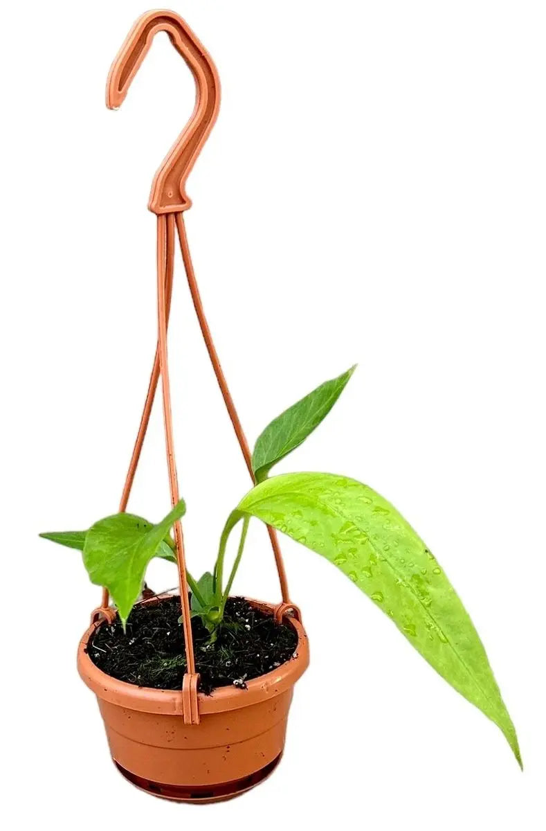 Anthurium - Große Auswahl Flamingoblumen, Anthurien - Image