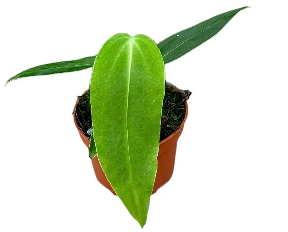 Anthurium - Große Auswahl Flamingoblumen, Anthurien - Image