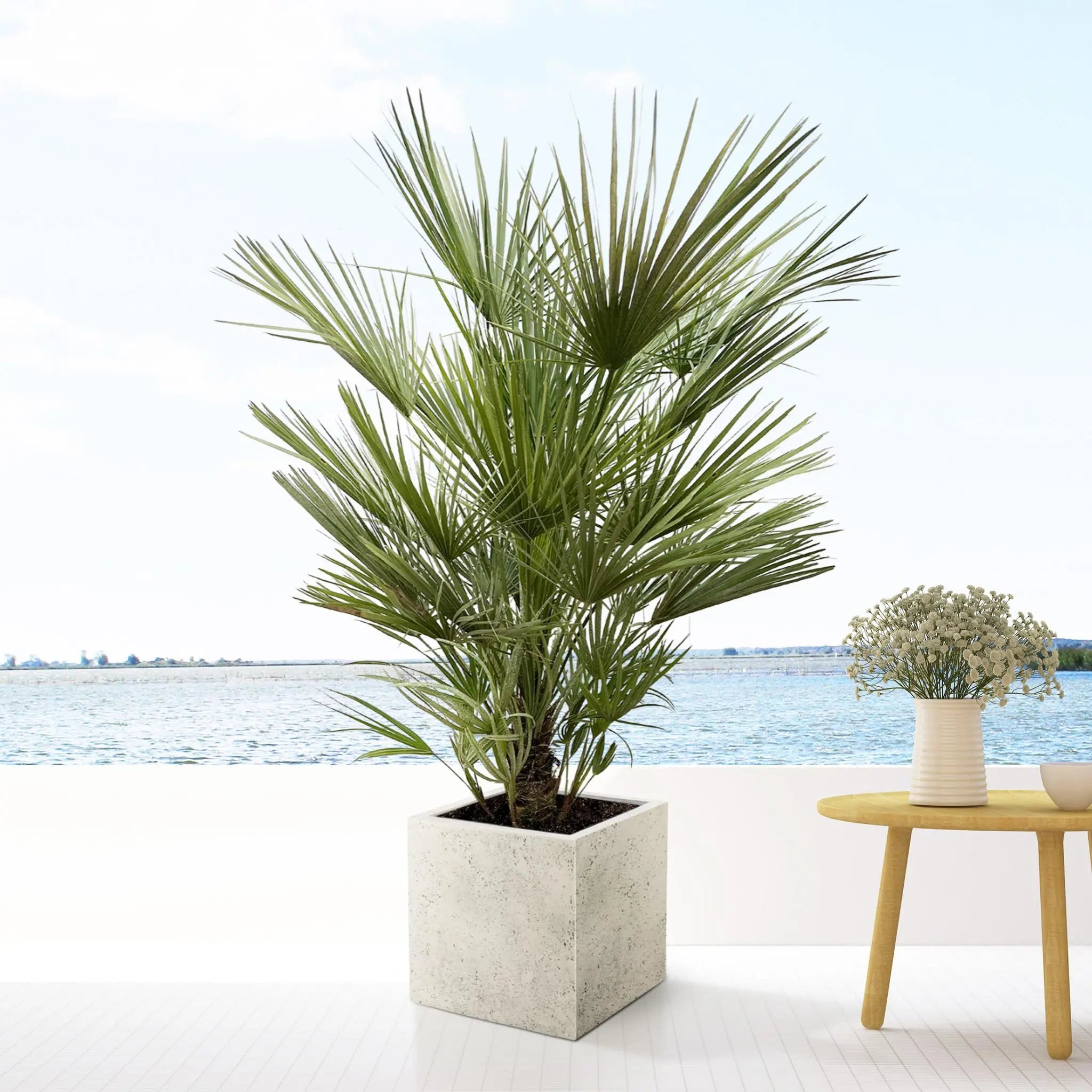 Chamaerops humilis - Europäische Zwergpalme - Image 