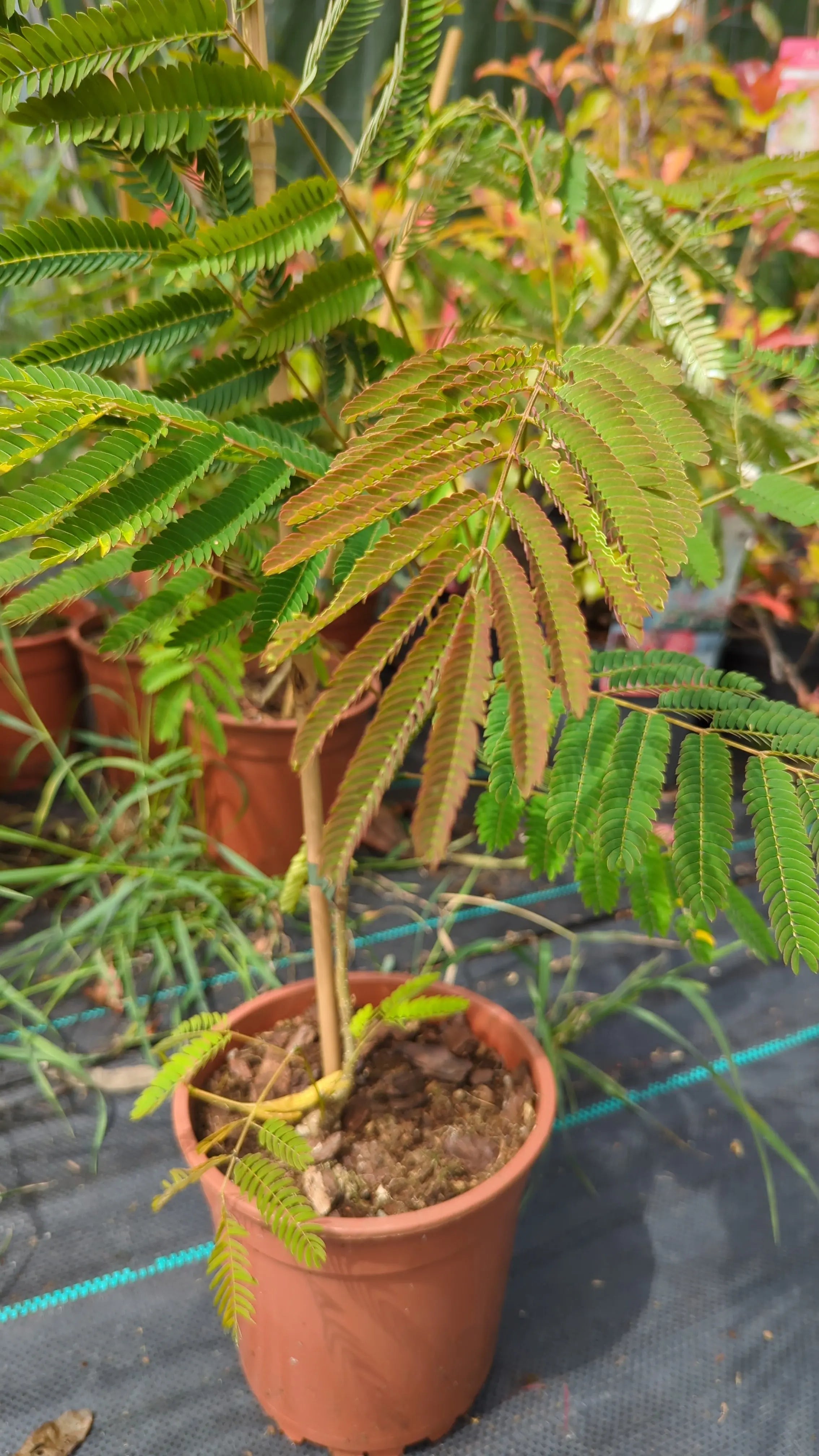Albizia julibrissin &