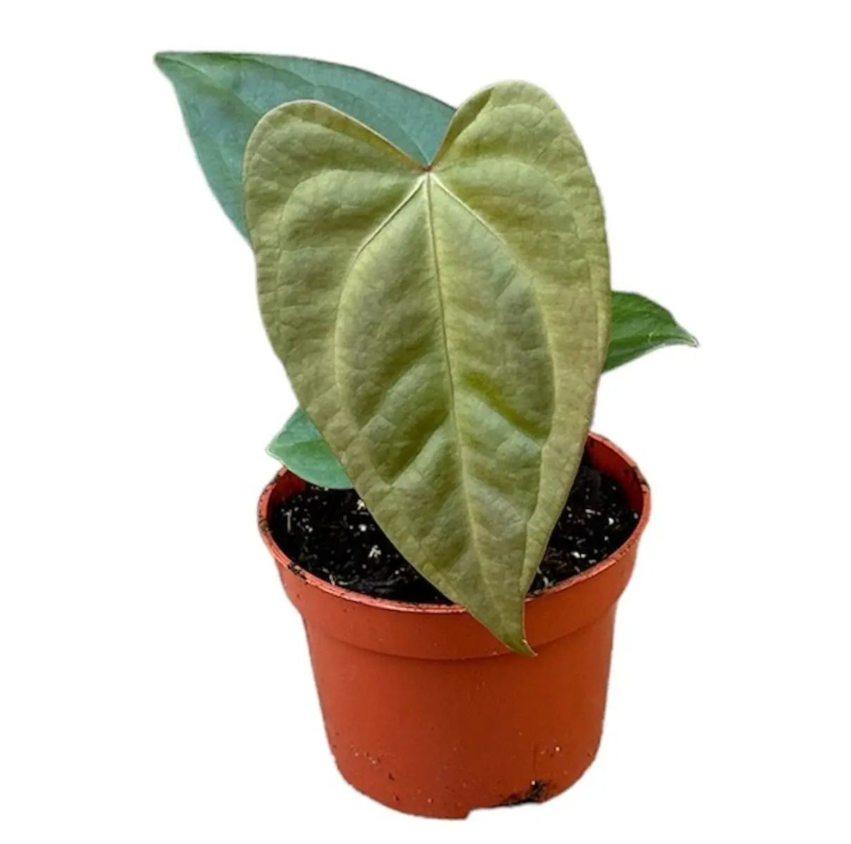 Anthurium - Große Auswahl Flamingoblumen, Anthurien - Image