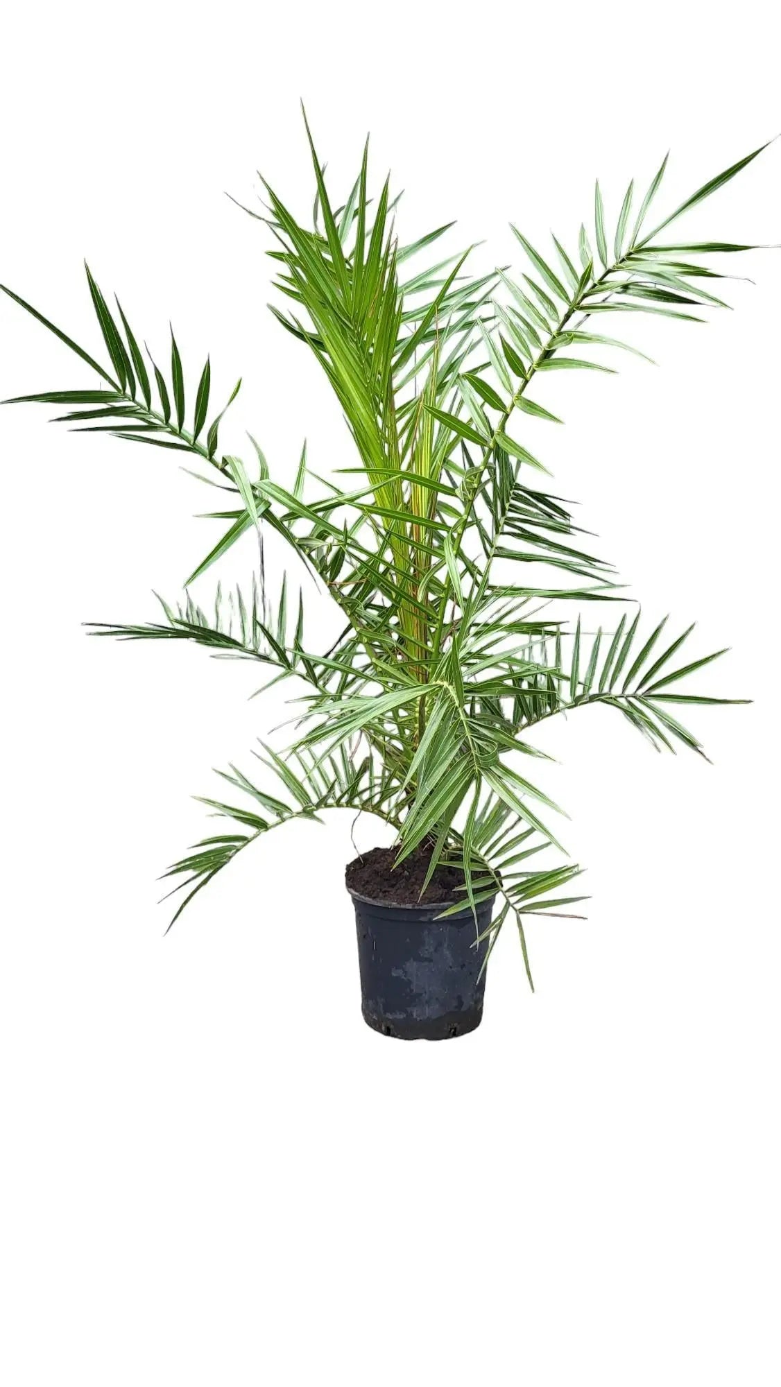 Phoenix Canariensis - Kanarische Dattelpalme - Image