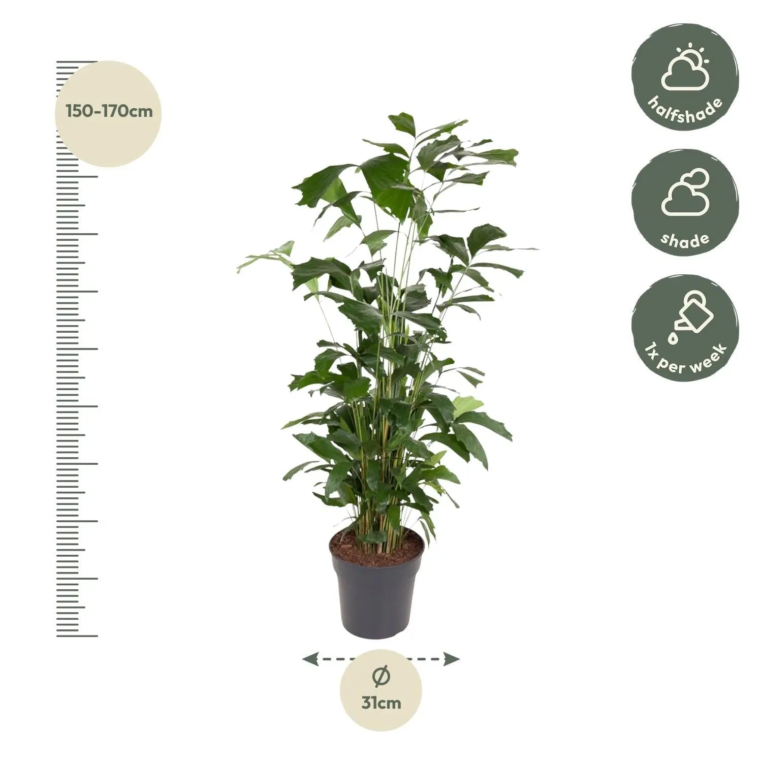 Caryota Mitis - Fischschwanzpalme - Image