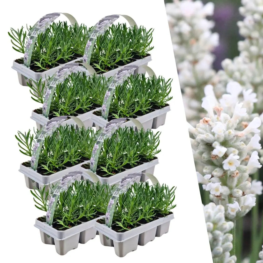 Lavandula - Verschiedene Sorten winterharter Lavendel - Image