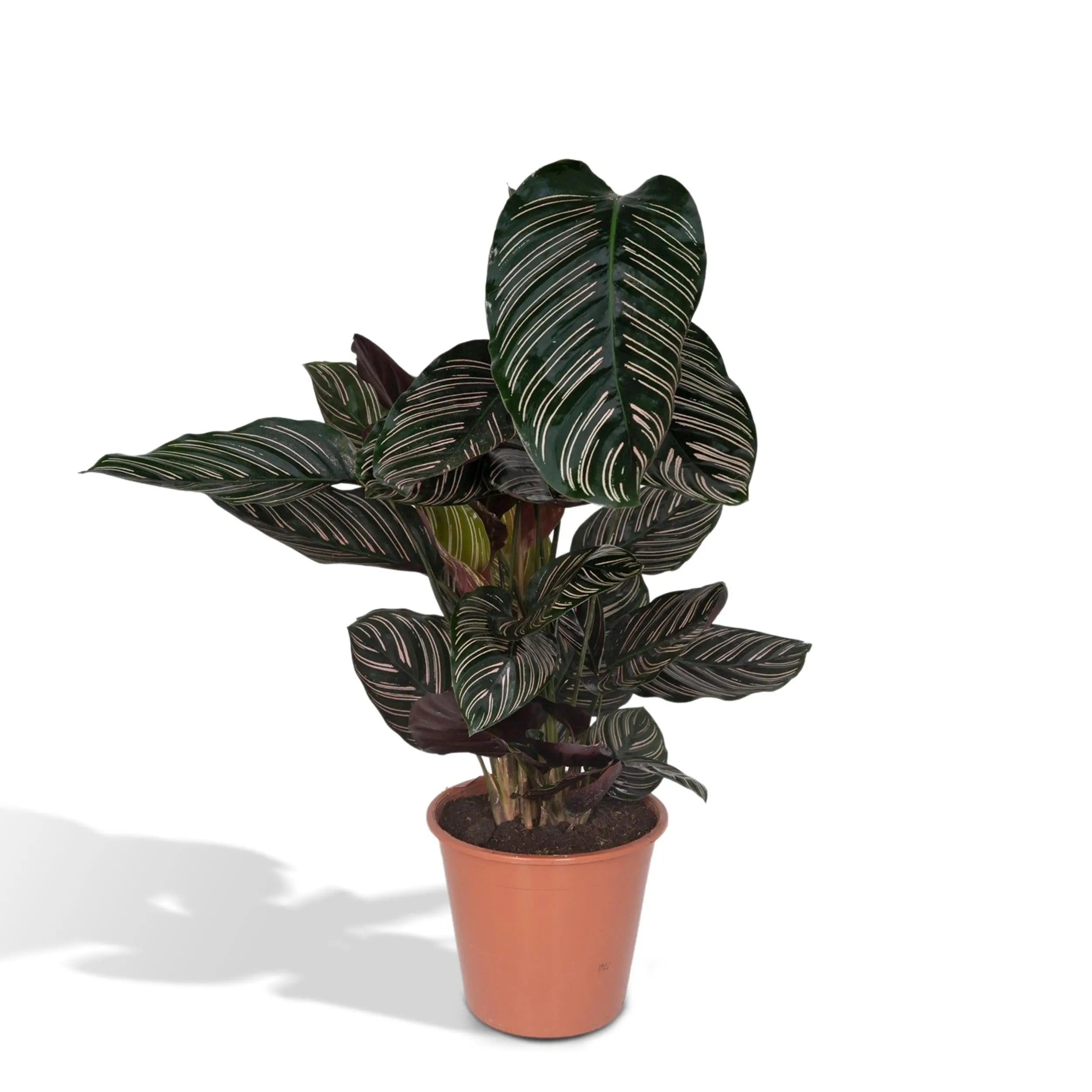 Calathea - Korbmarante - Image