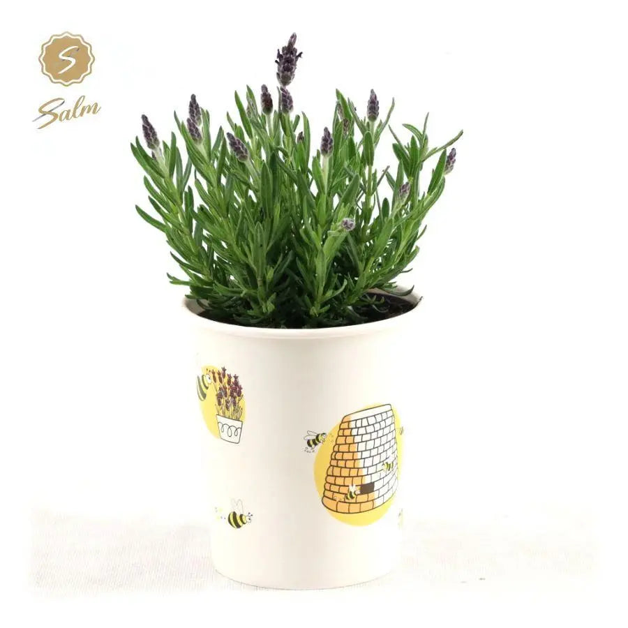 Lavandula - Verschiedene Sorten winterharter Lavendel - Image