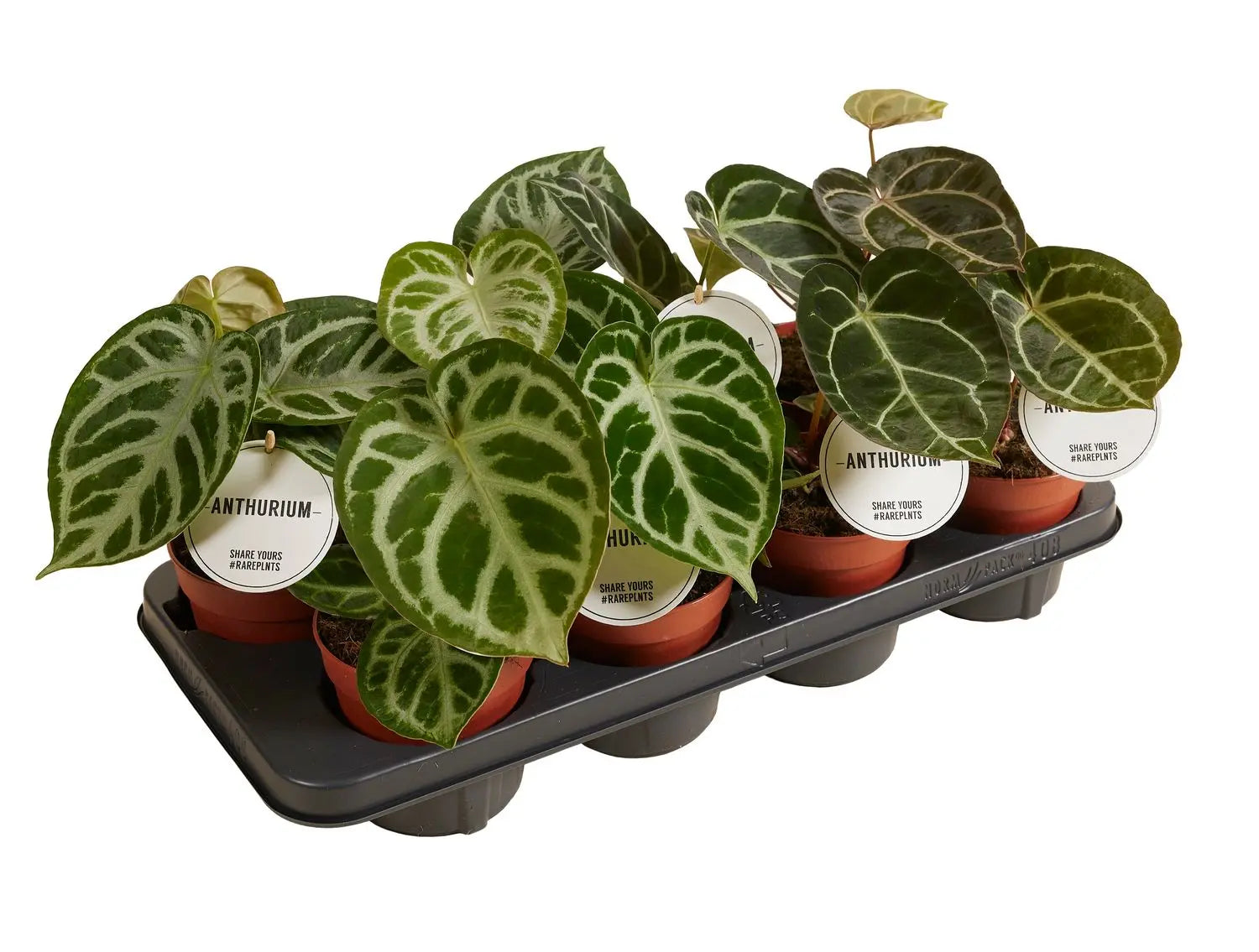 Anthurium - Große Auswahl Flamingoblumen, Anthurien - Image