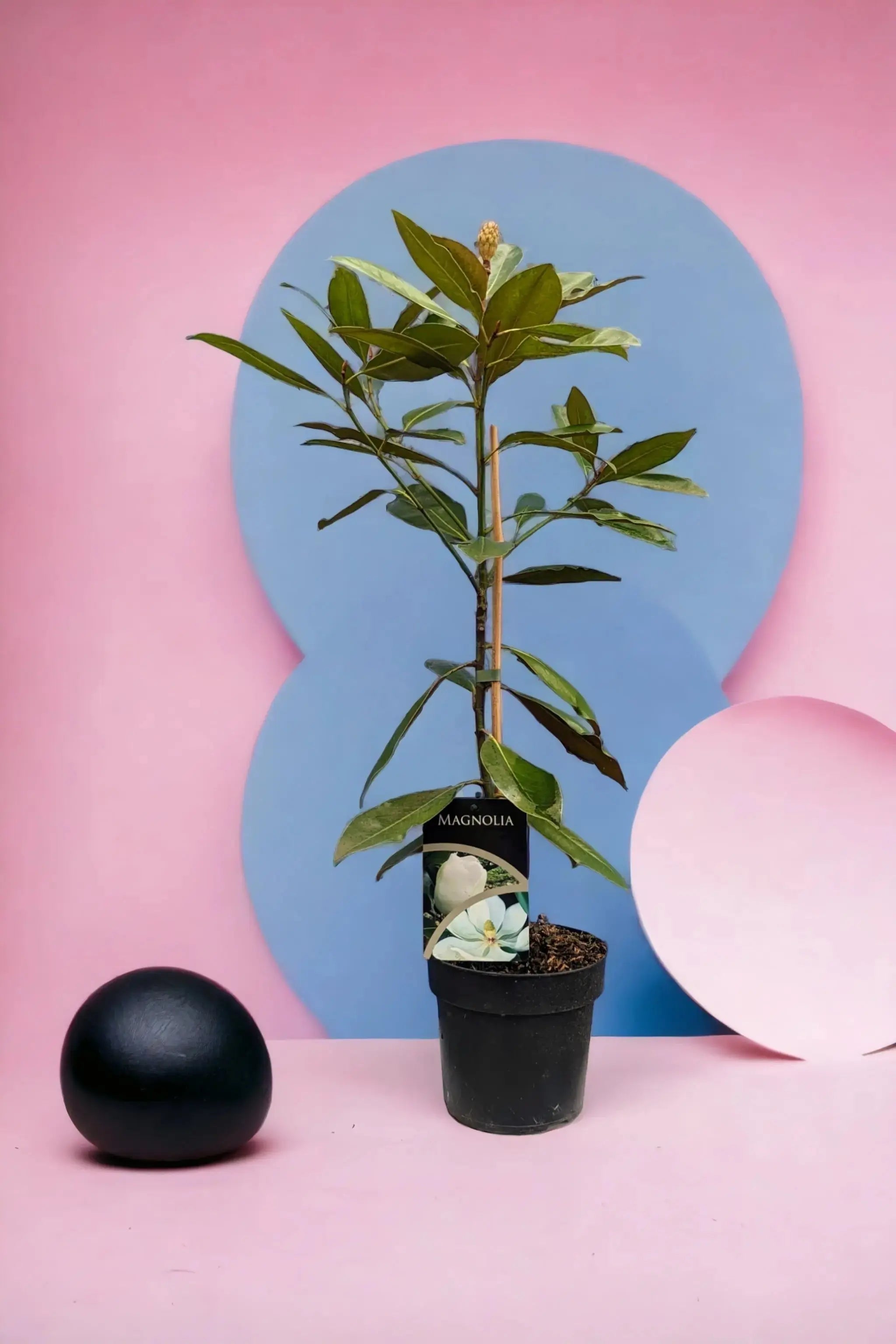 Magnolia grandiflora - Immergrüne Magnolie - Image