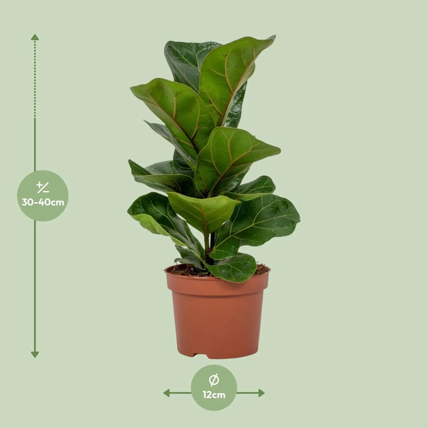 Ficus lyrata - Geigenfeige - Image