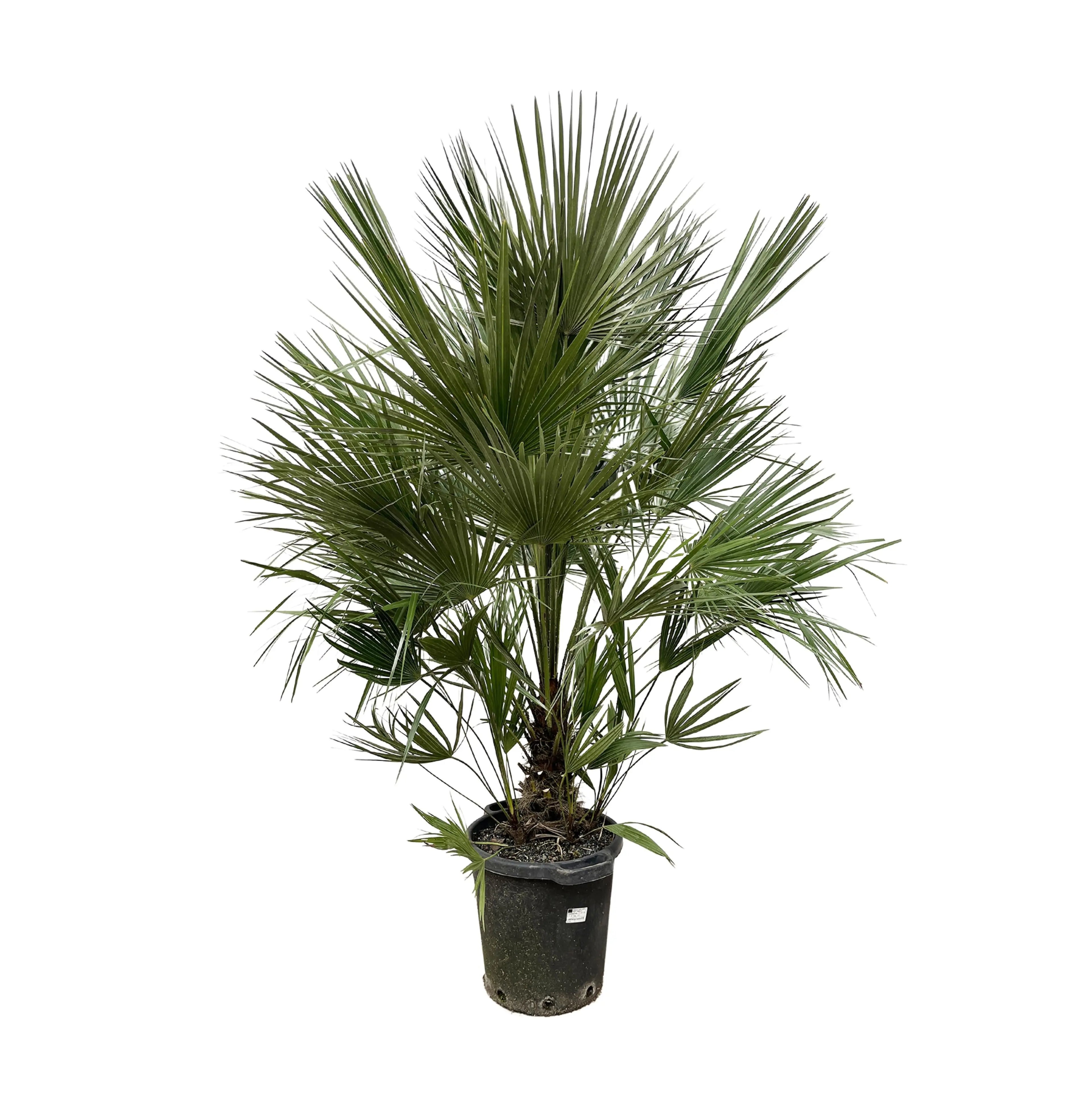 Chamaerops humilis - Europäische Zwergpalme - Image