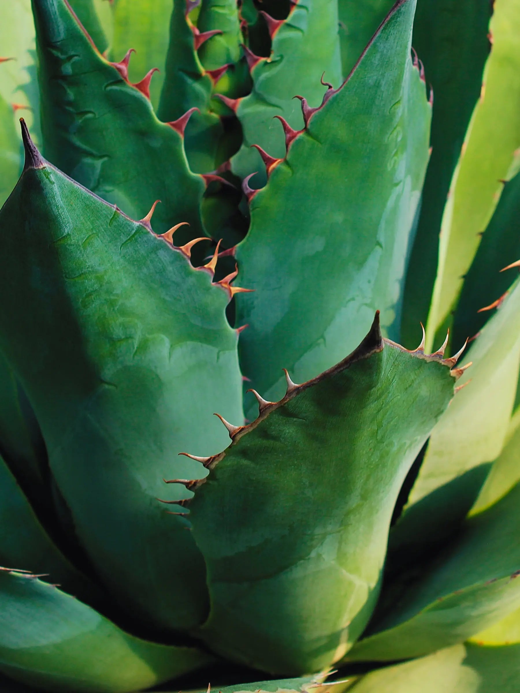 Agave parryi var. &