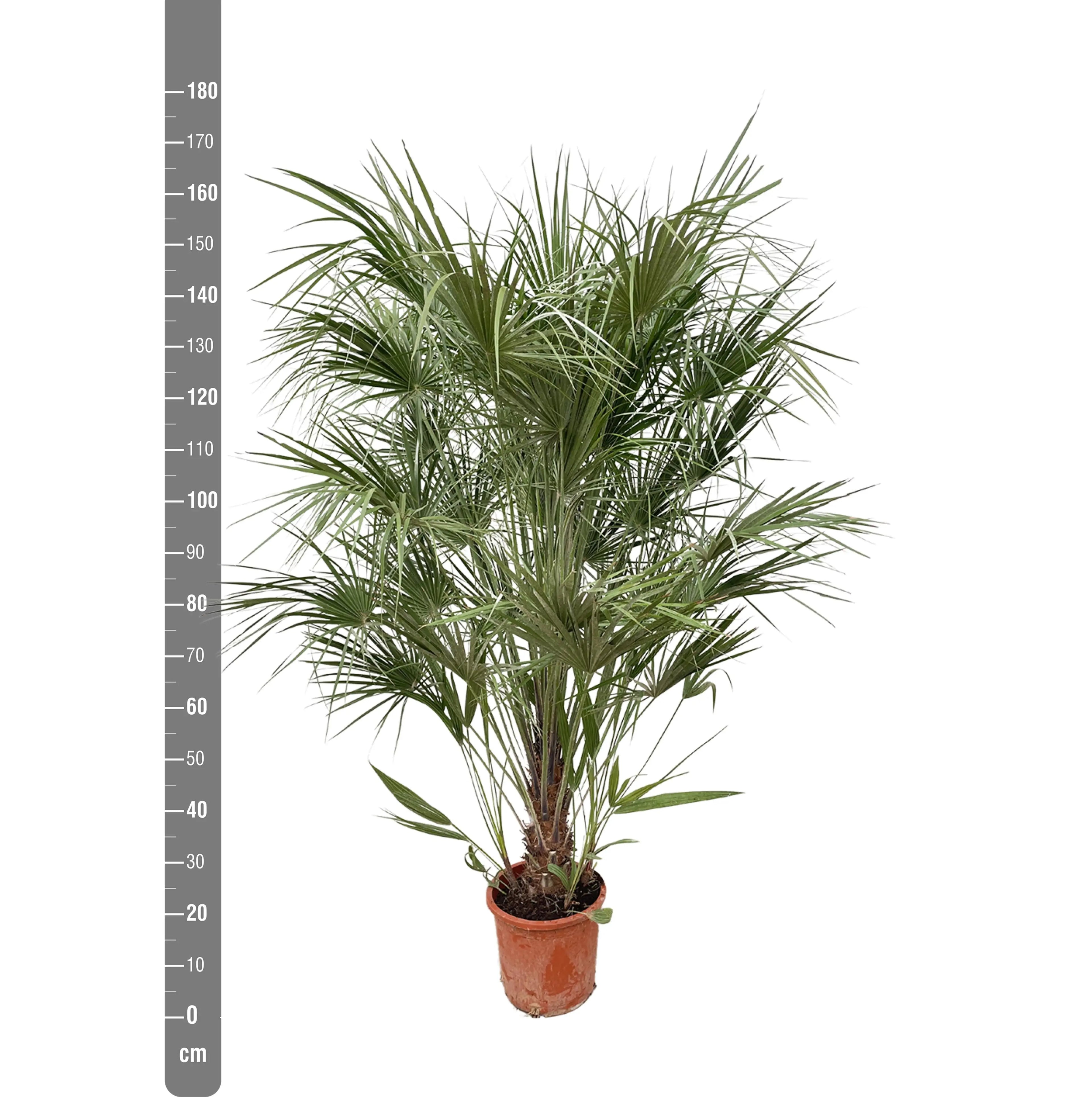 Chamaerops humilis - Europäische Zwergpalme - Image