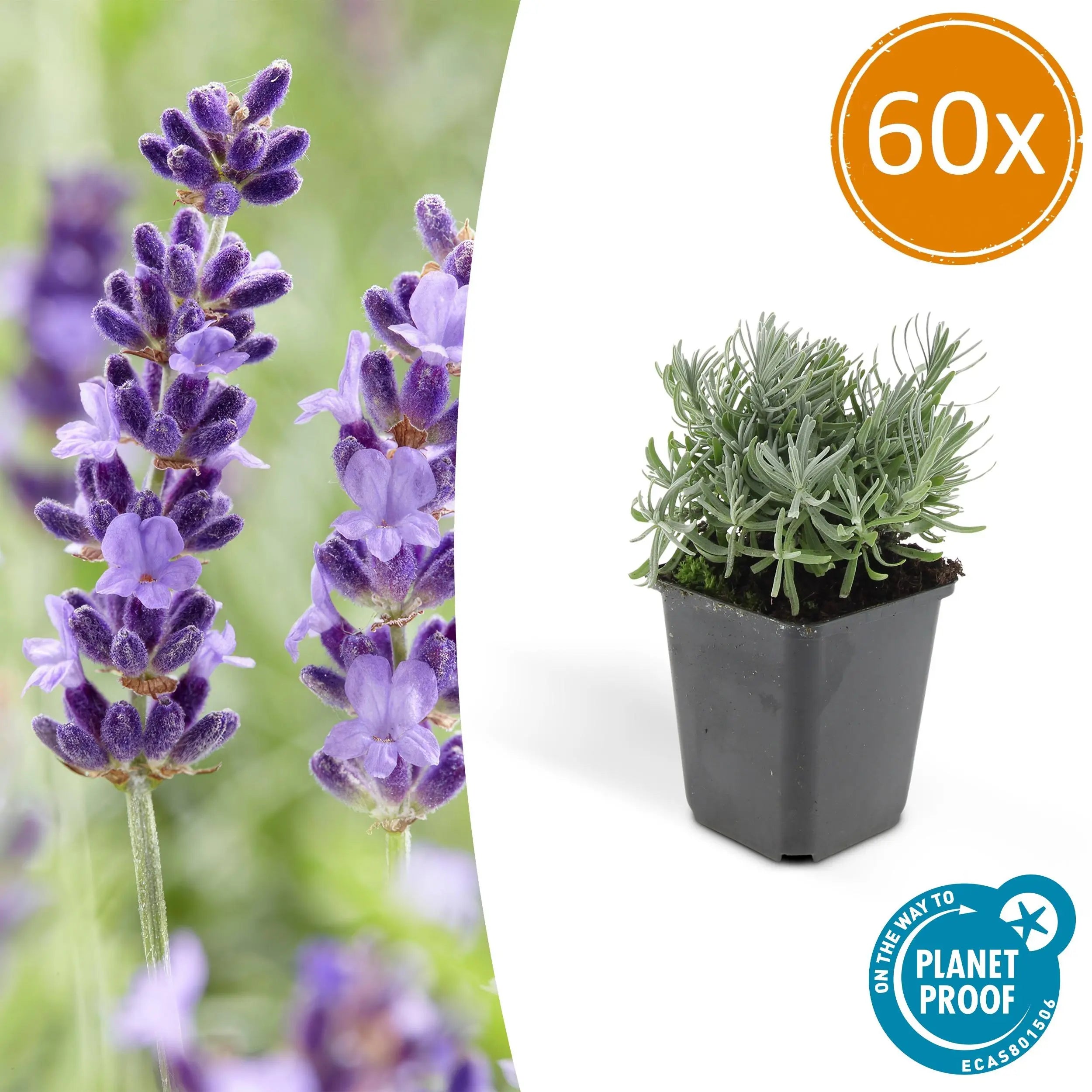 Lavandula - Verschiedene Sorten winterharter Lavendel - Image