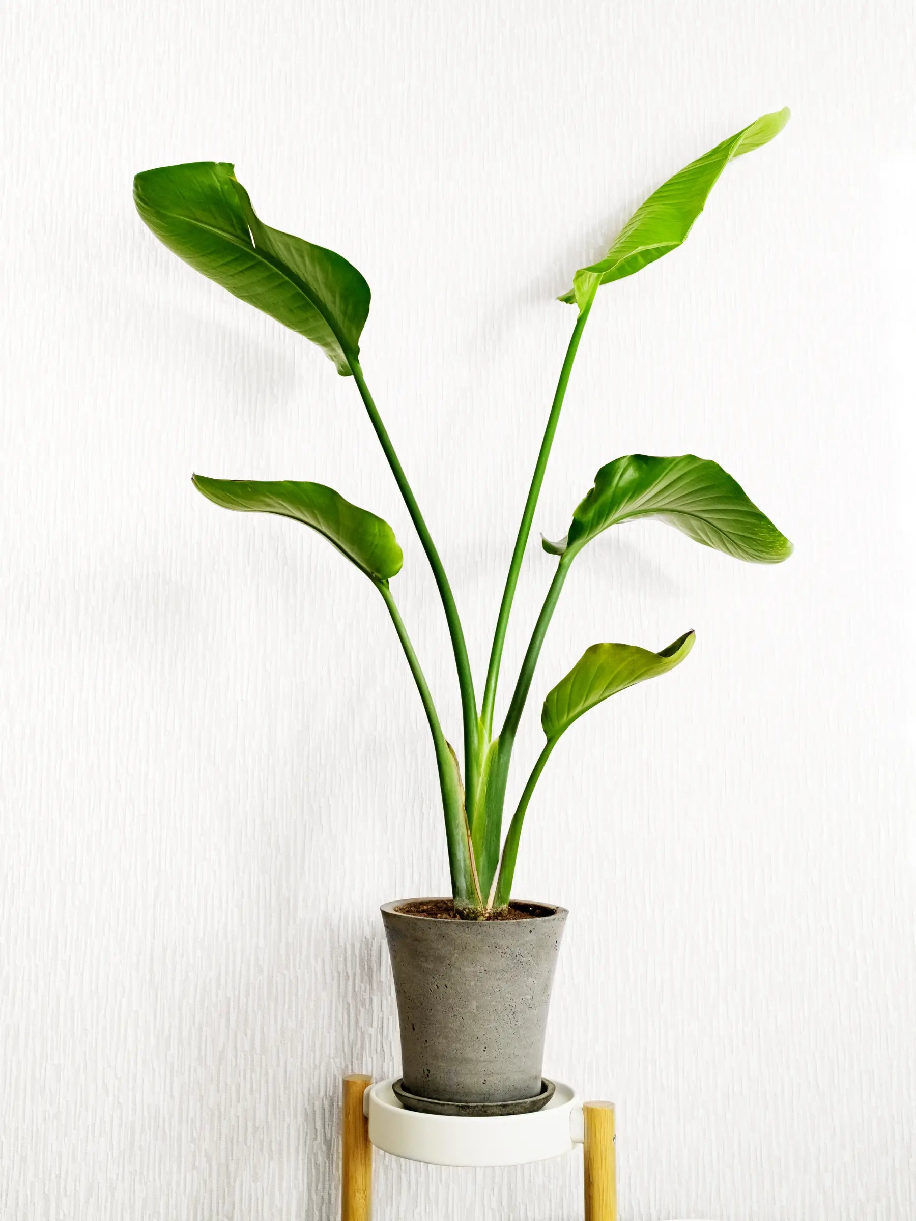 Strelitzia nicolai - Baumstrelitzie - Image