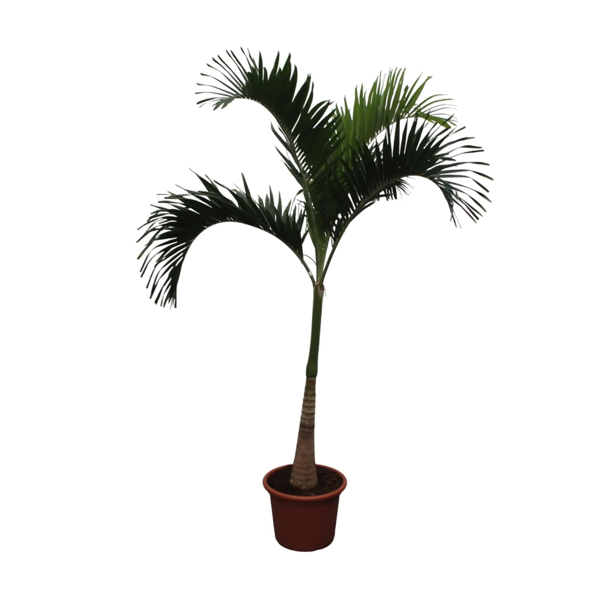 Veitchia Merrillii - Weihnachtspalme - Image