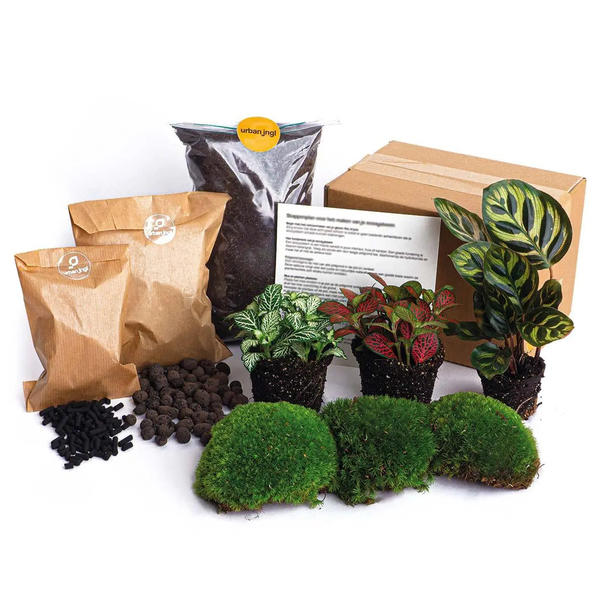 Pflanzenterrarium - Pflanzen und Zubehör für Terrarien - Image