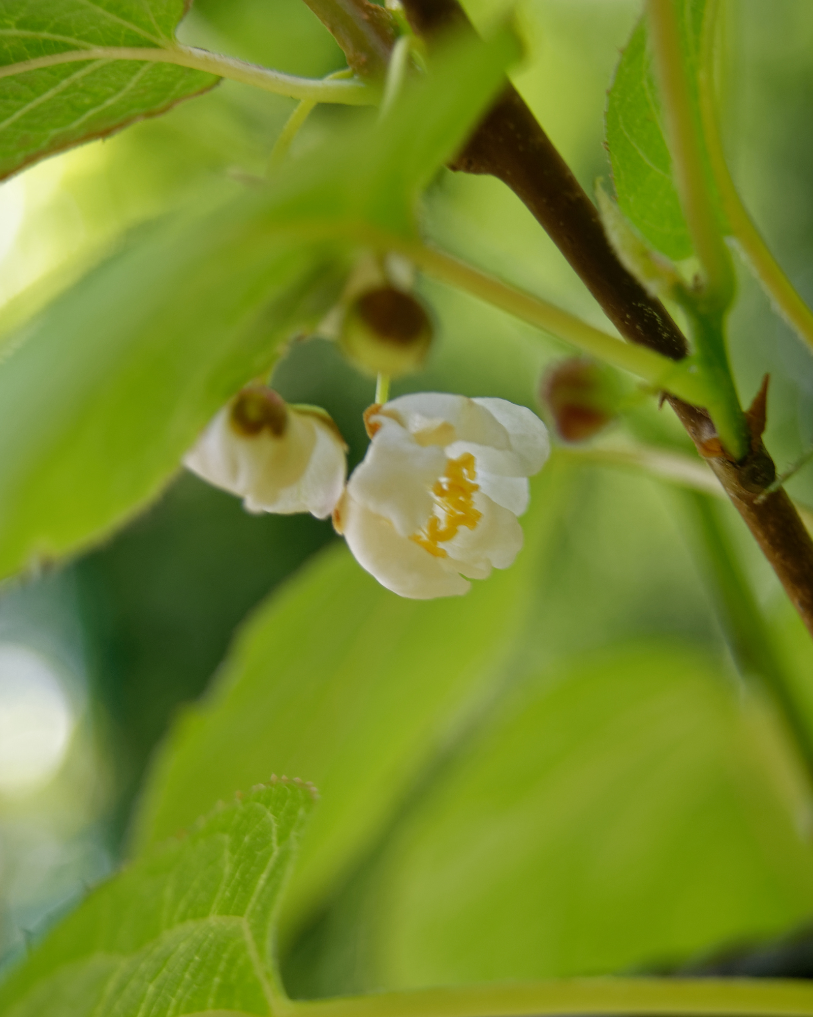 Actinidia arguta - Kiwibeere