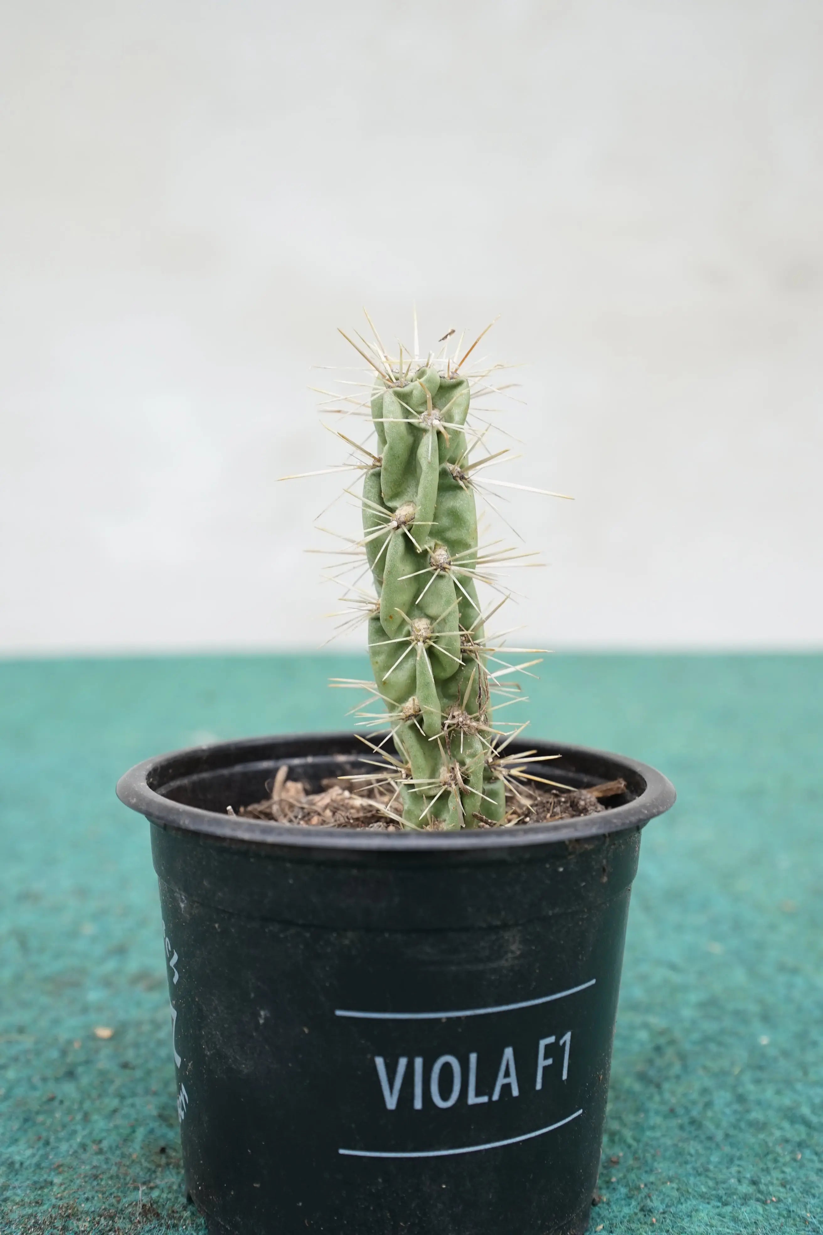 Cylindropuntia imbricata - Zylindrischer Feigenkaktus - Image
