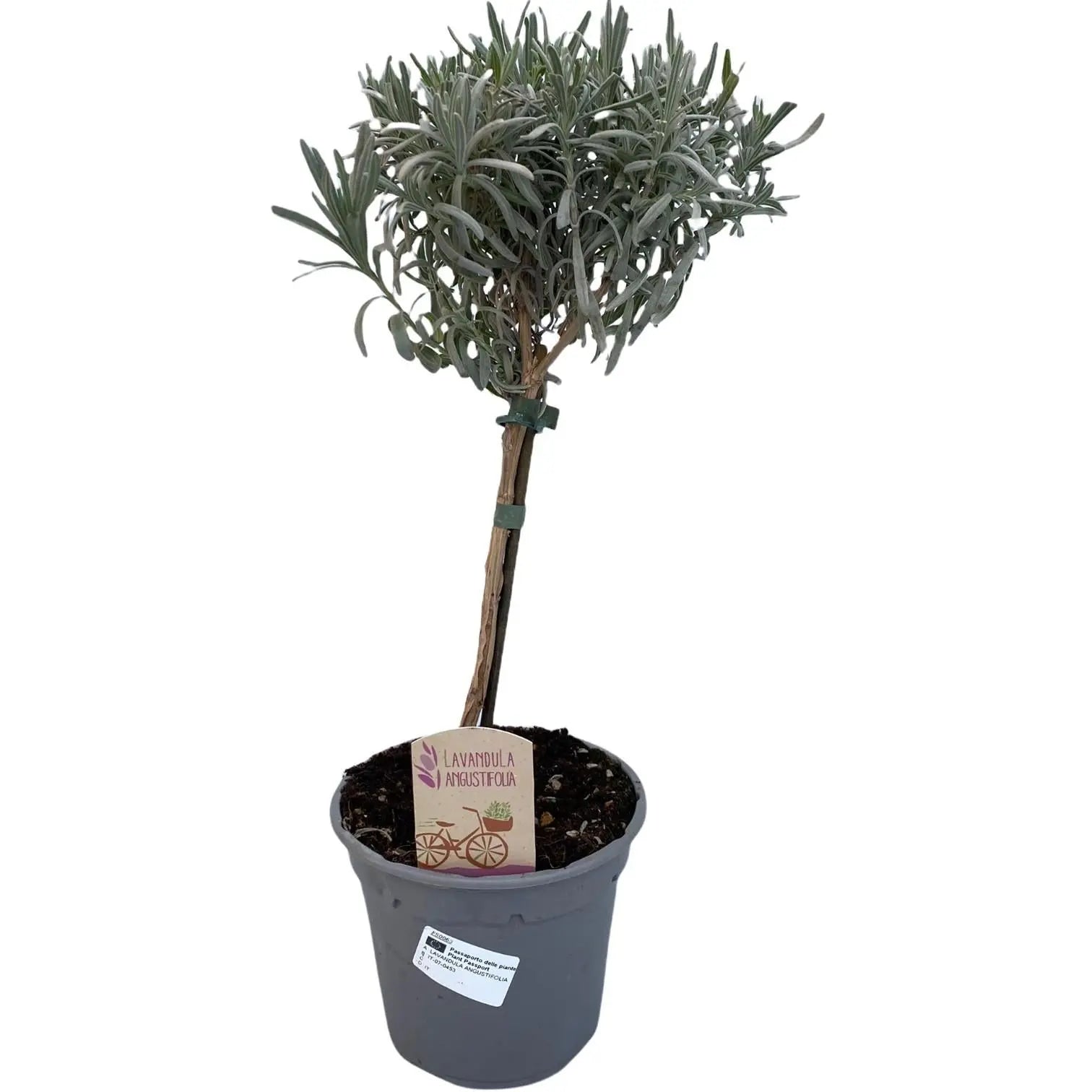 Lavandula - Verschiedene Sorten winterharter Lavendel - Image