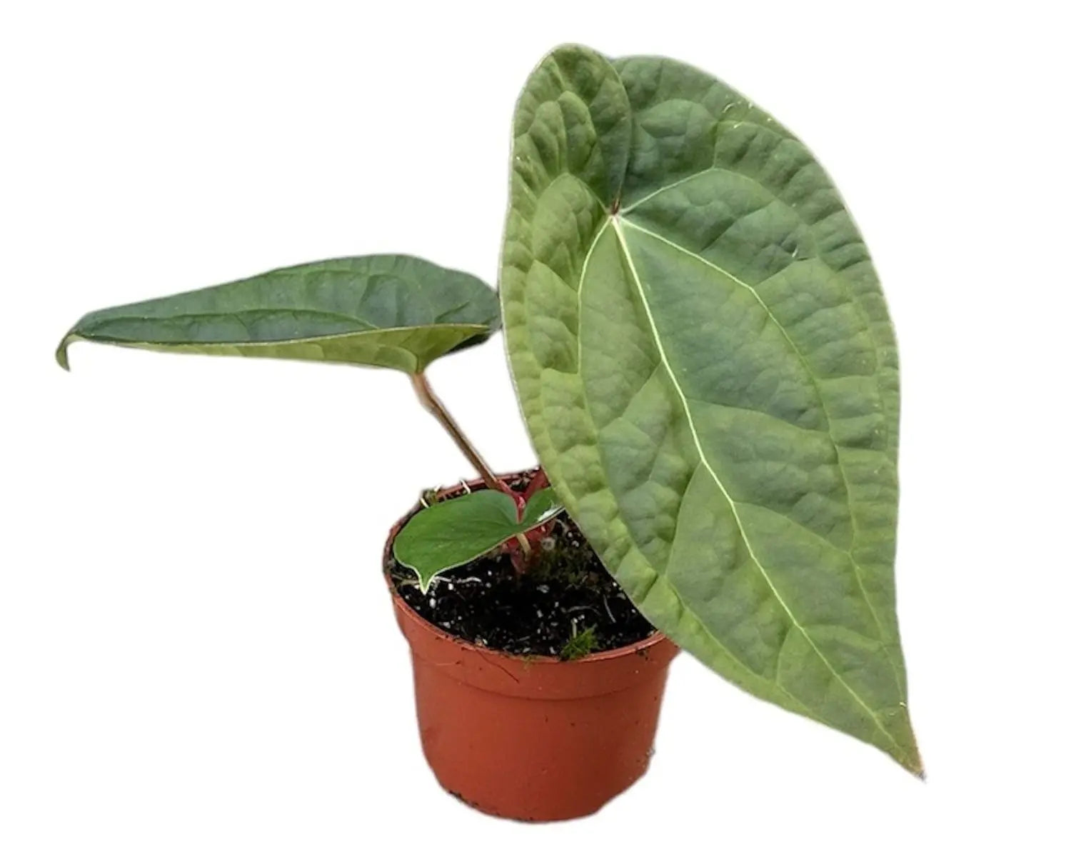 Anthurium - Große Auswahl Flamingoblumen, Anthurien - Image