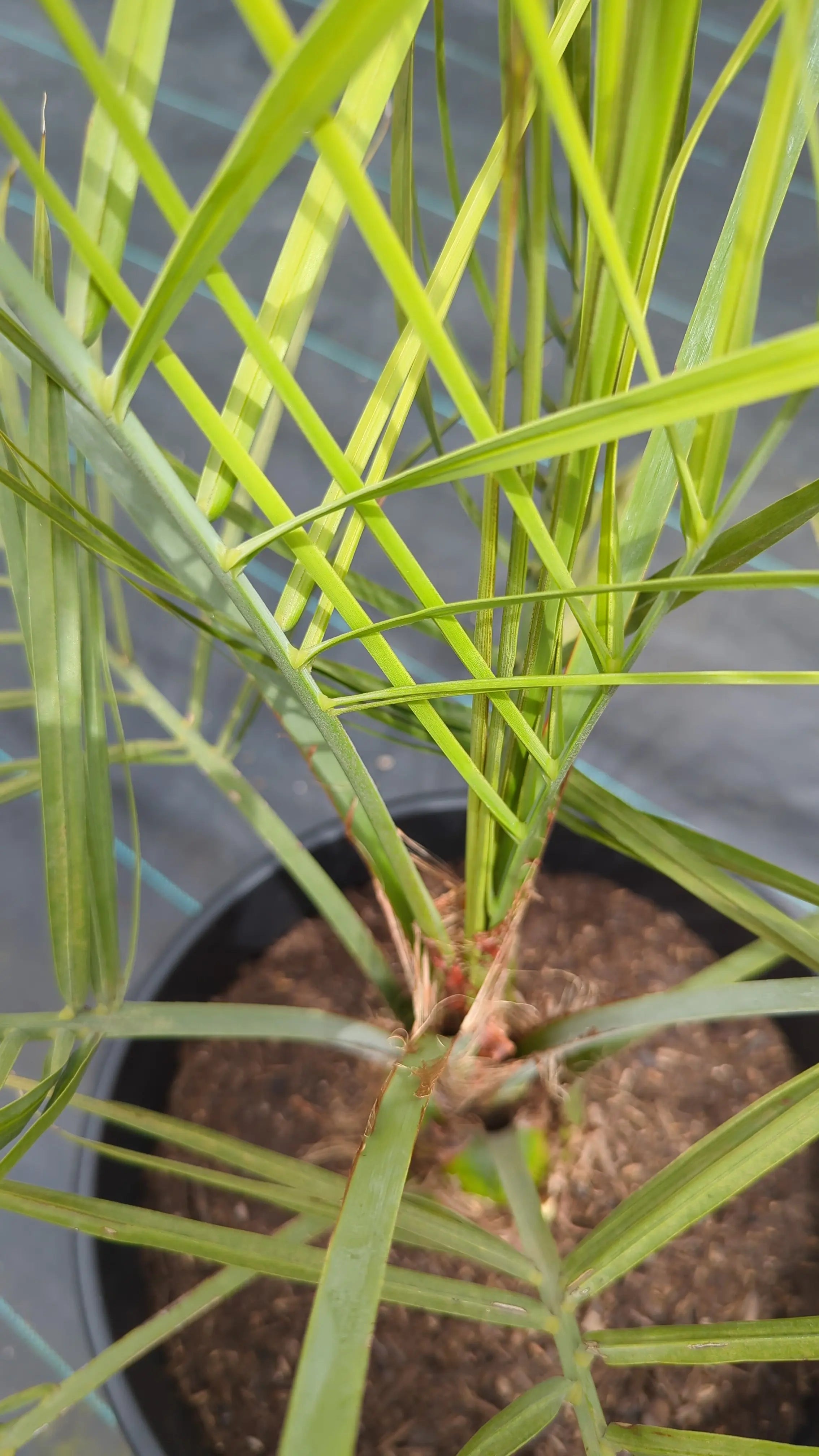 Butia capitata var. odarata - Geleepalme - Image